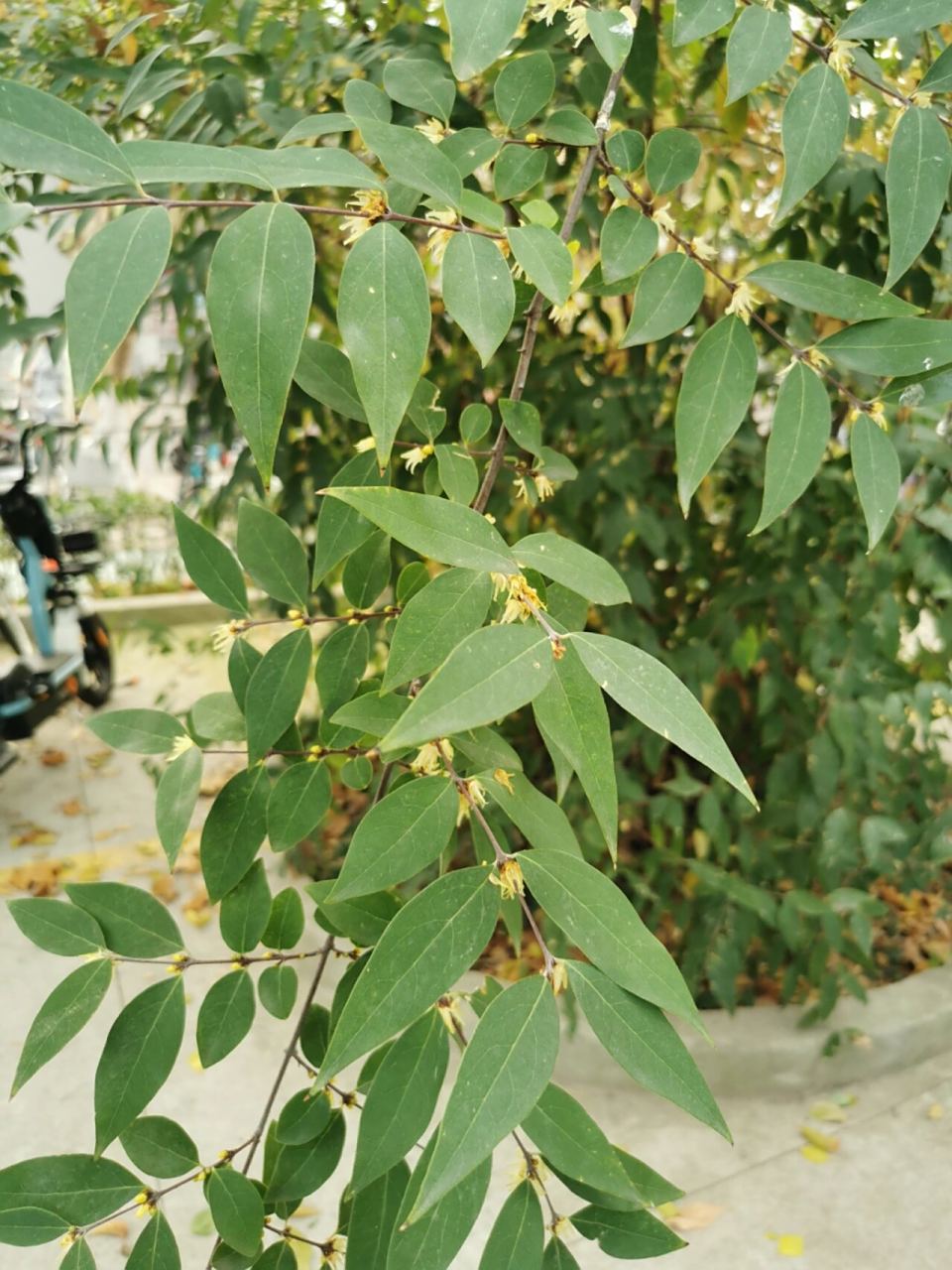 柳叶蜡梅～ 今日植物:柳叶蜡梅(蜡梅科蜡梅属) 带叶
