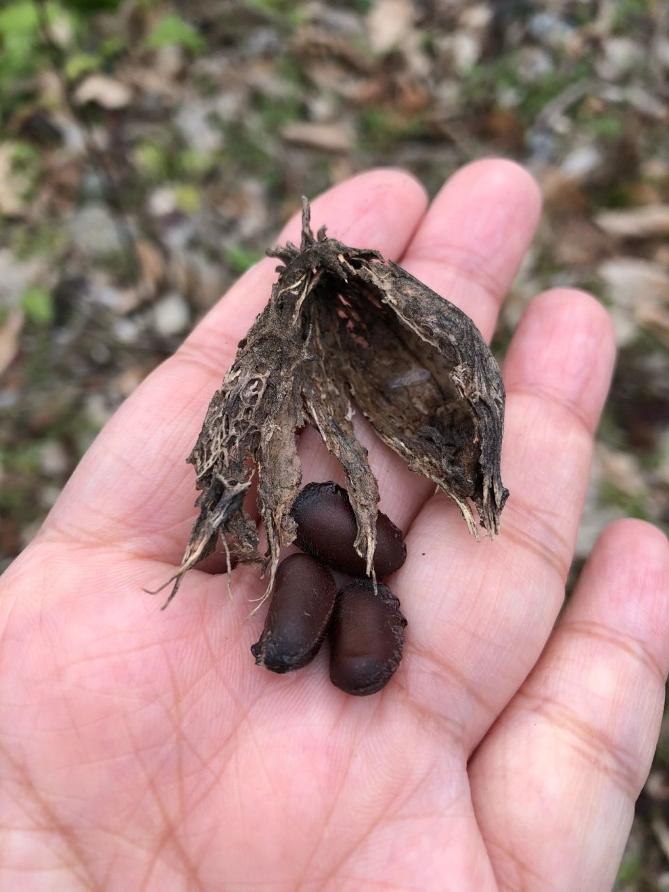 腊梅种子发芽小苗 小区里面腊梅树下有些种子居然野生发芽了 真的不能
