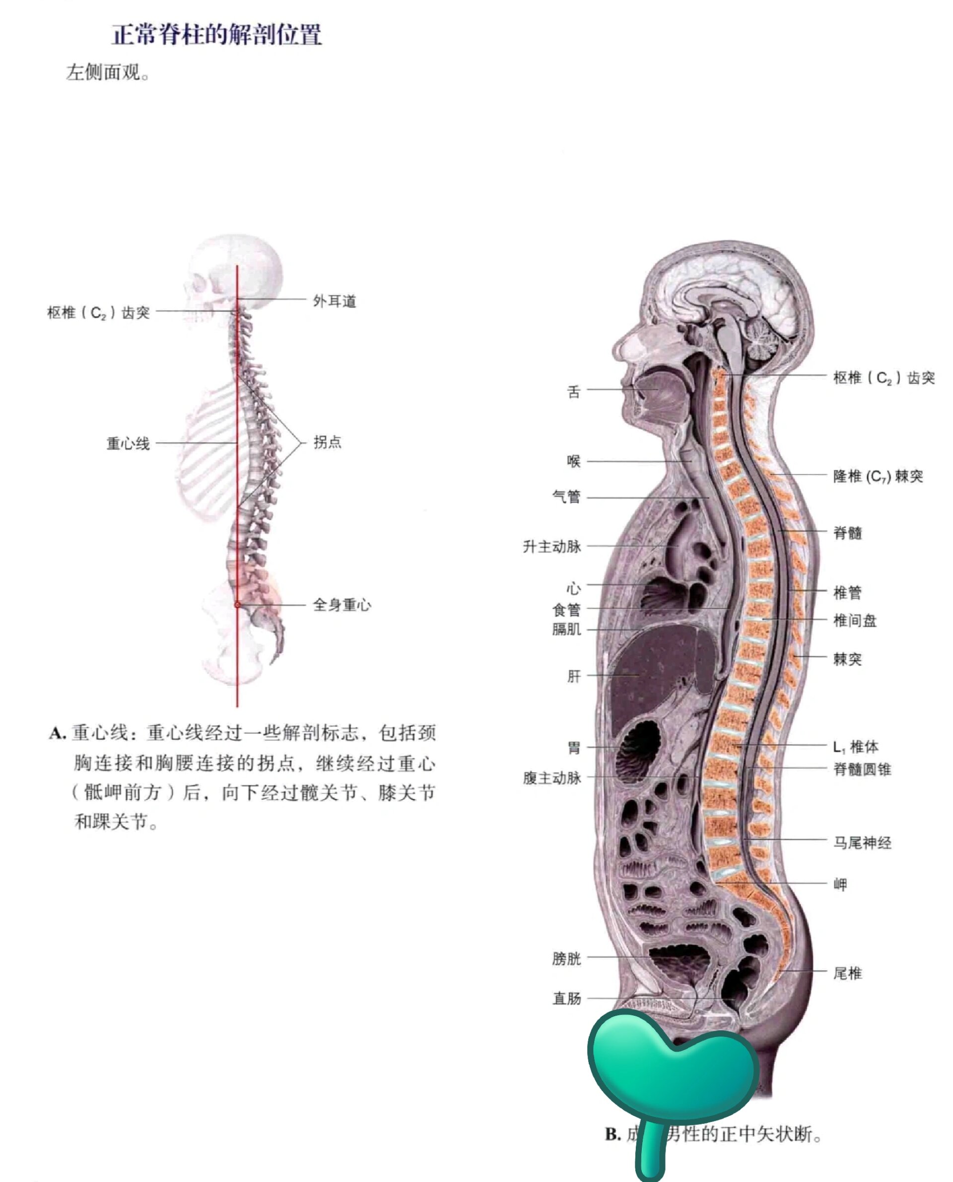 椎板解剖图片