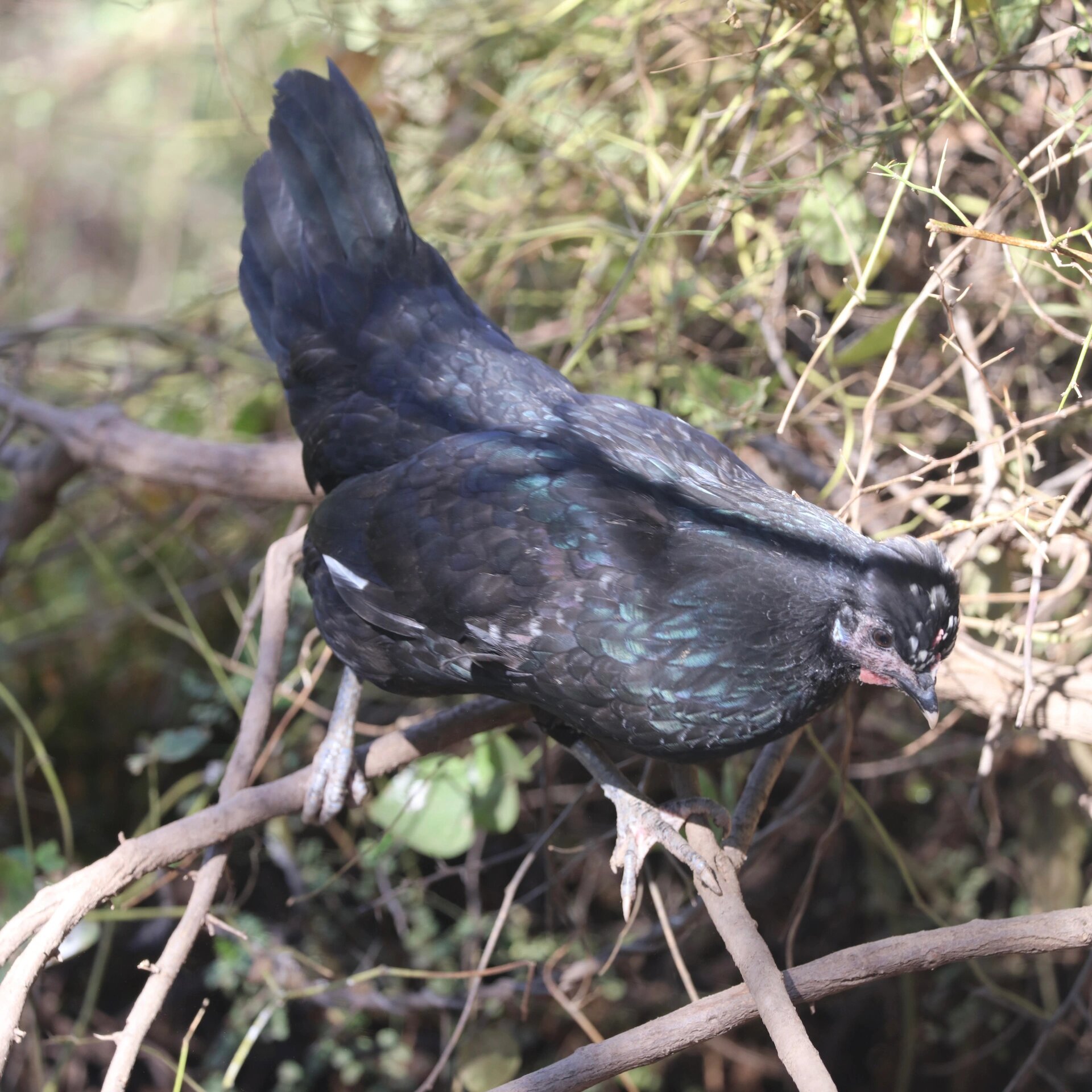 大山飞出的黑凤凰——香格里拉藏鸡