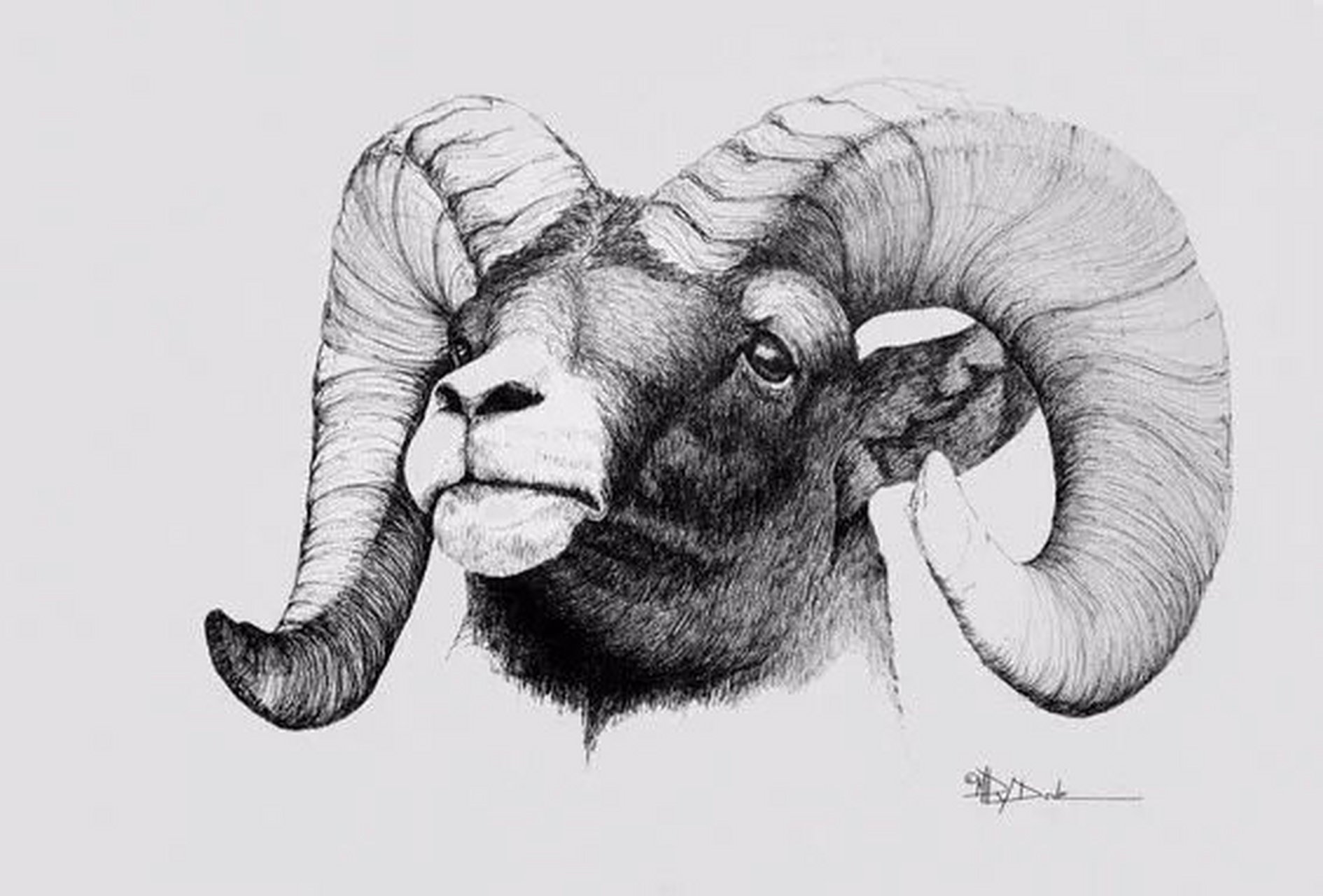羊头素描图片高清图片