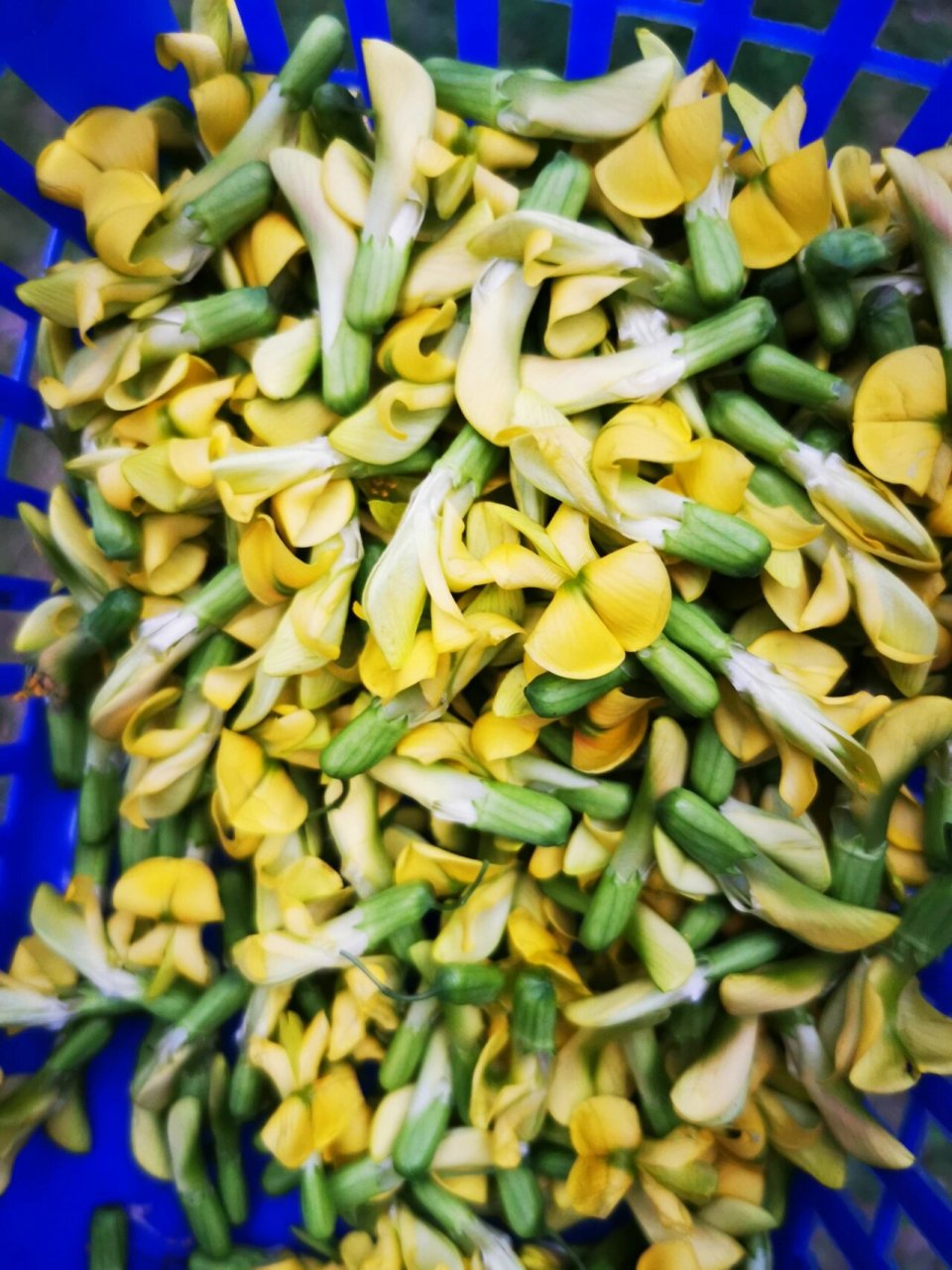 黄芪不只根可补气 花也可以,每年春天开黄花,最好在未开放时摘下,炒蛋