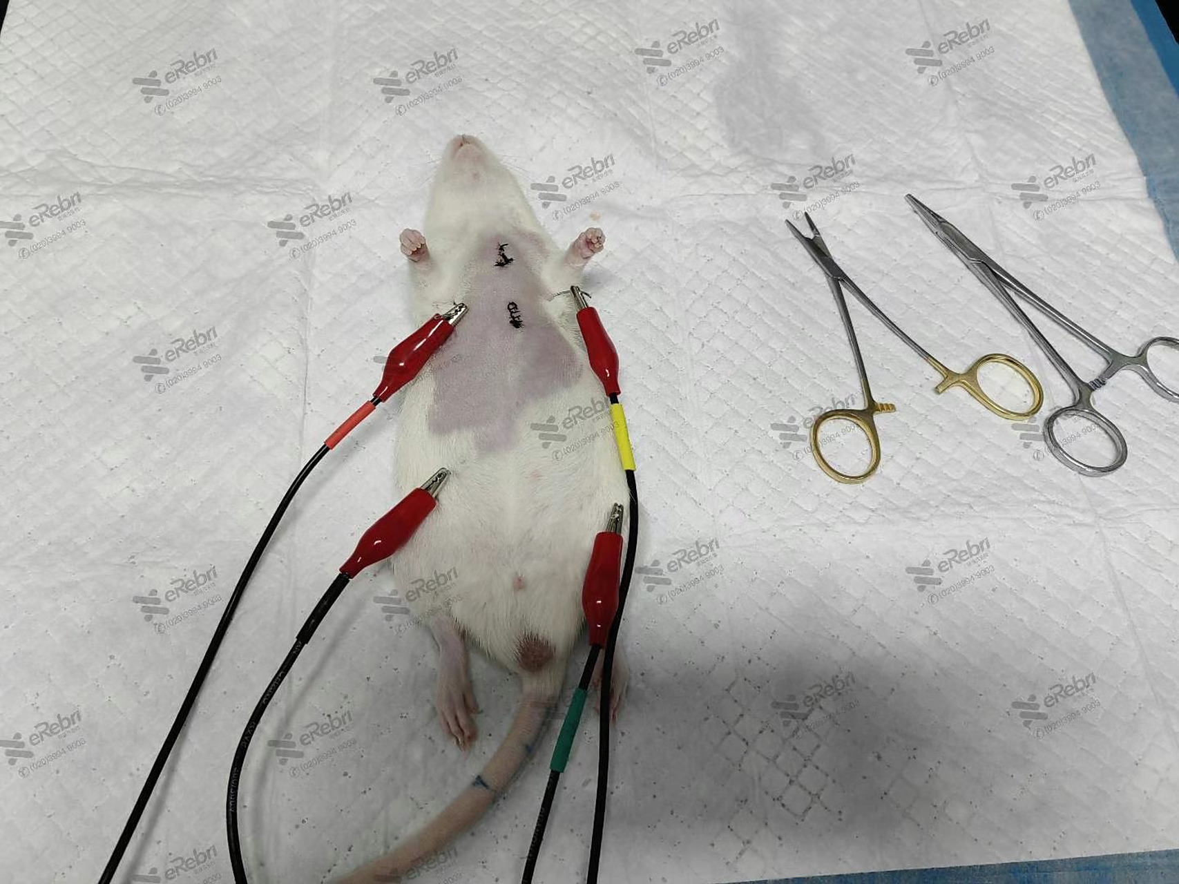 实验动物模型   动物模型之;电针预处理对心肌缺血再灌注大鼠肺损伤的