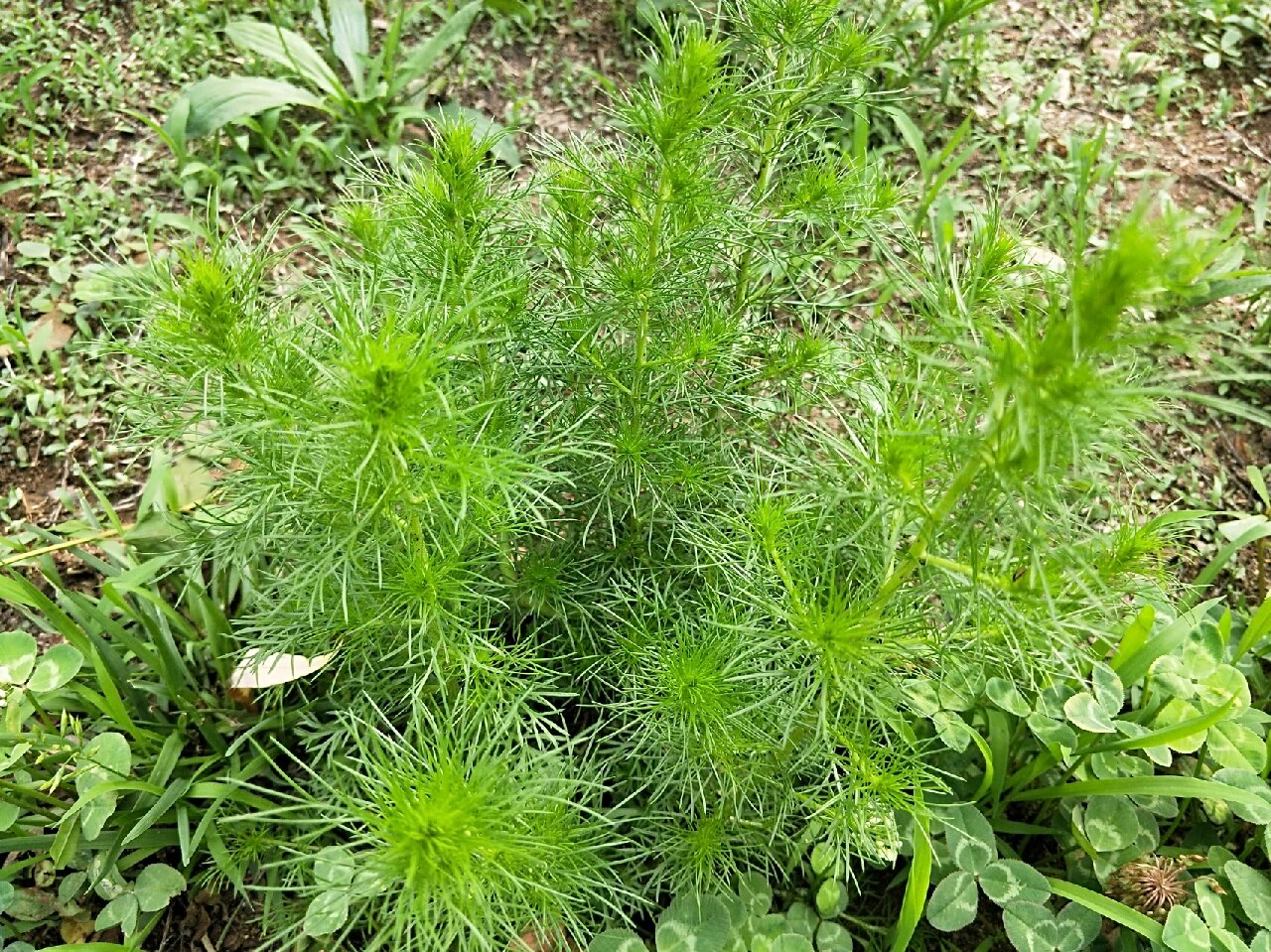 城市草药系列(一)茵陈蒿 茵陈蒿是菊科,蒿属半灌木状草本植物,植株有