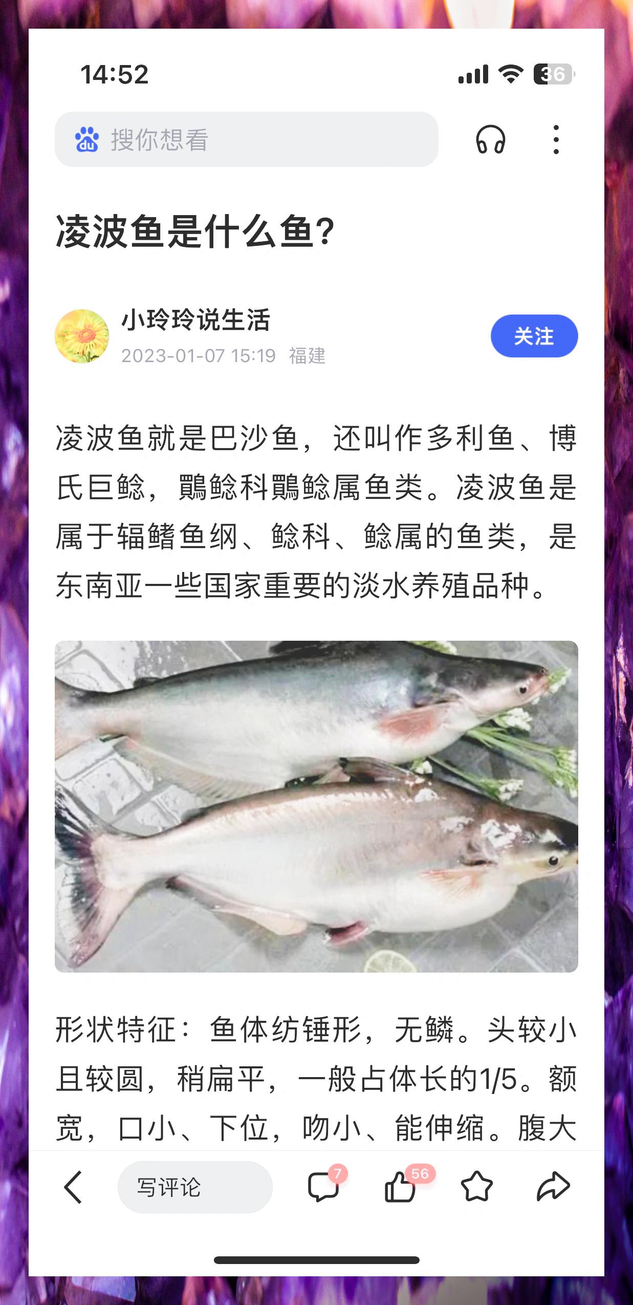 凌波鱼揭秘 实为巴沙鱼