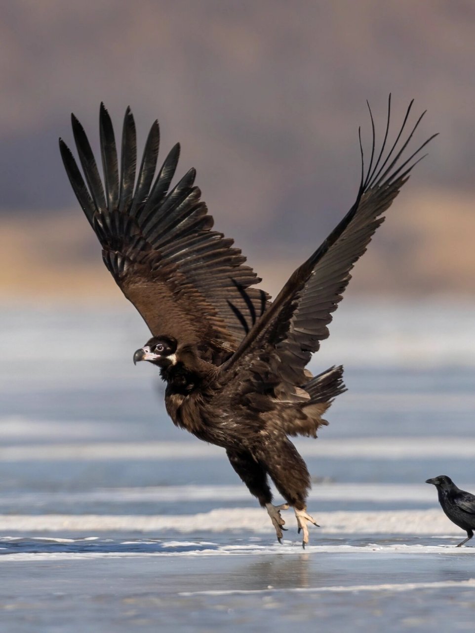 真正的东北座山雕:霸气深沉的大秃鹫 原创拍摄于吉林珲春 	 秃鹫,鹰形