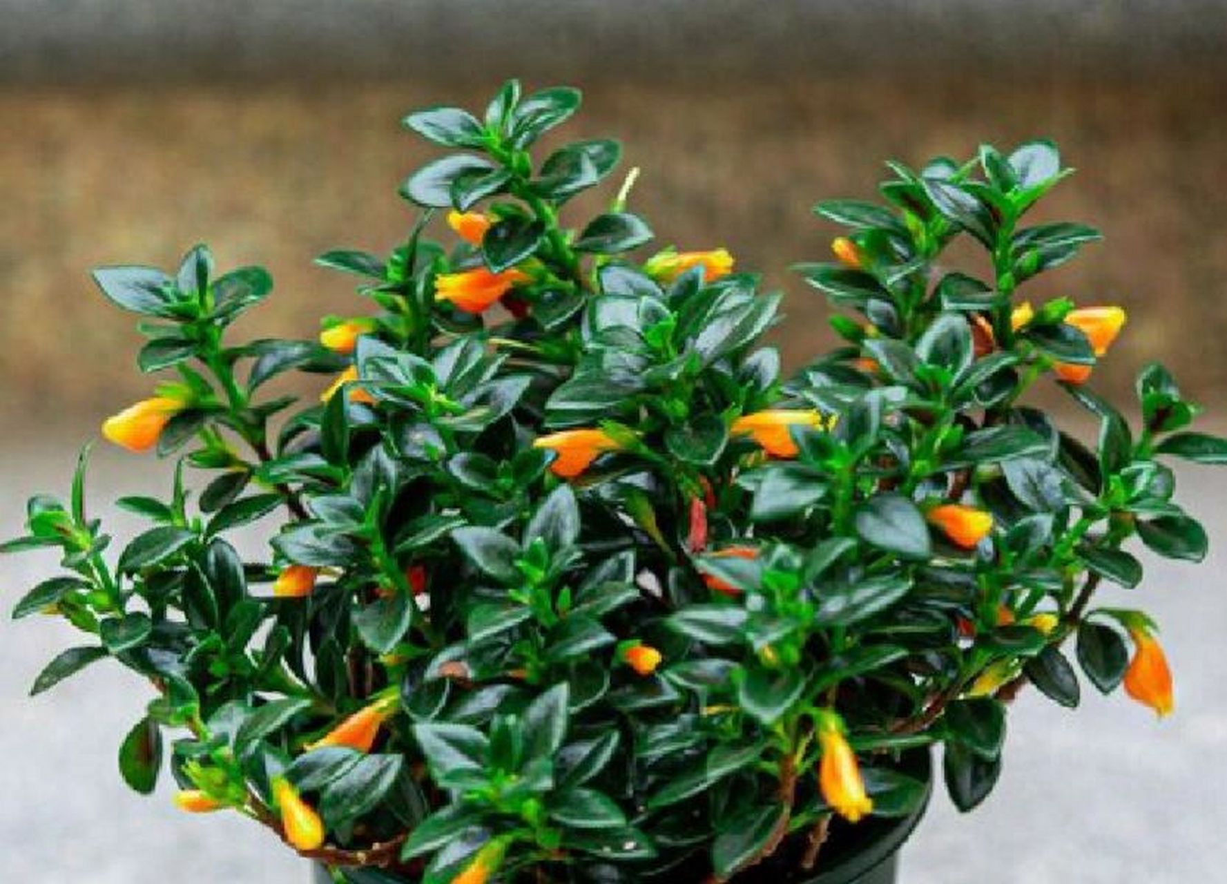 金鱼吊兰大多在冬天的前后开花,开花时间还是会受到养植环境的影响