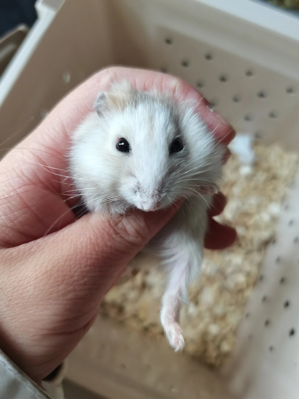冬白仓鼠 冬天了,脸越来越白,像个猴子 这只还没有主人,在找领养