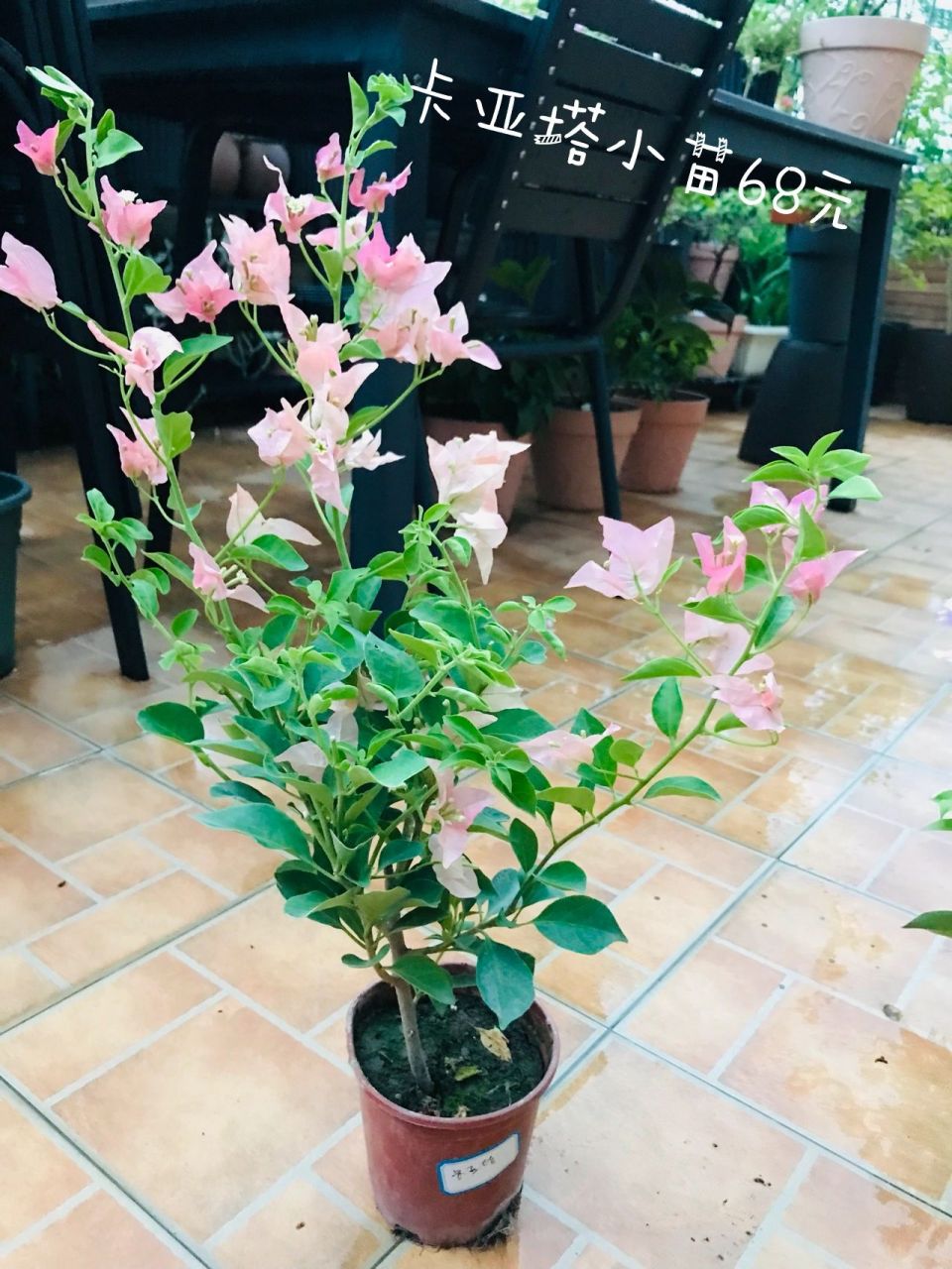 入手暂时最贵的一棵三角梅68元 卡亚塔叶子有一点点厚度,花梗有点粗