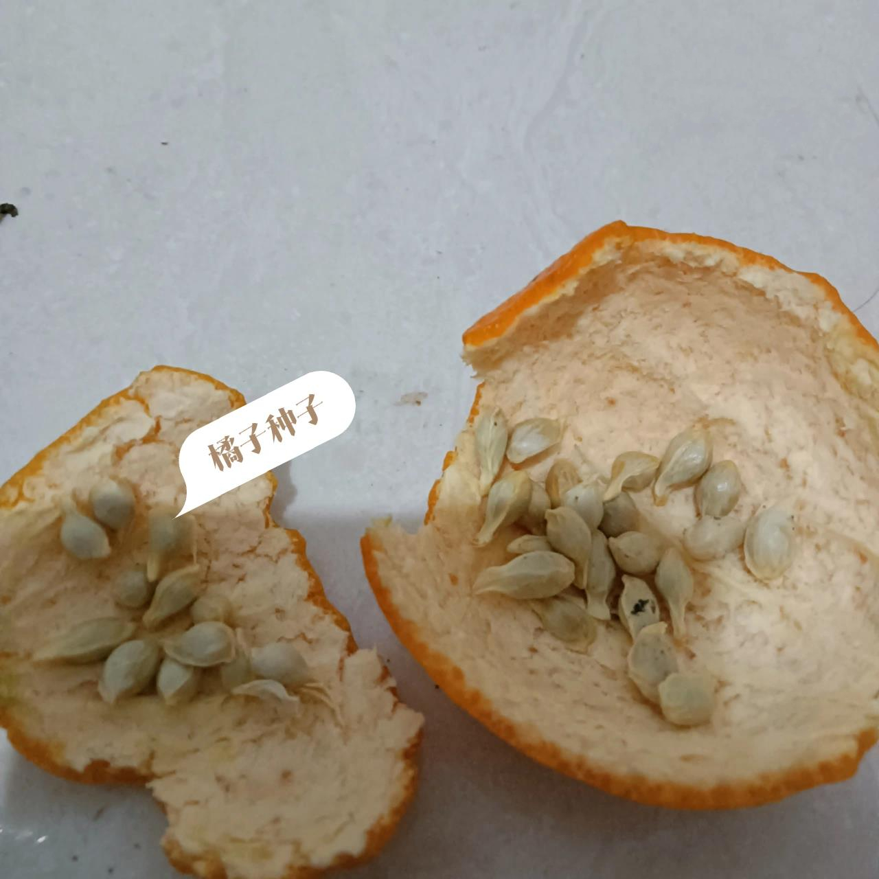 如何快速促进橘子种子发芽?