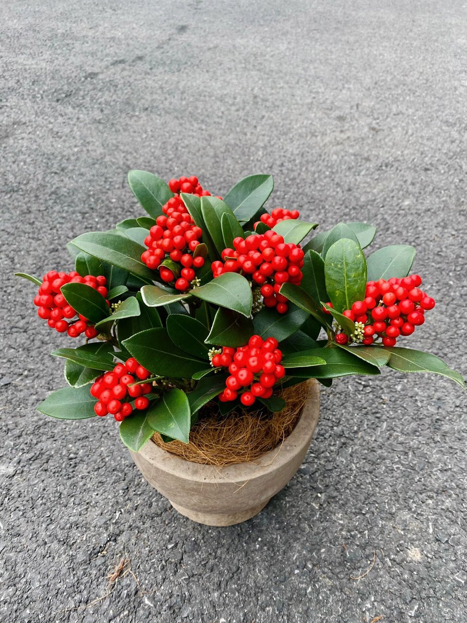 红玉珠|年宵花中的爱马仕 植物界的小众奢品 荷兰进口红玉珠,中国红