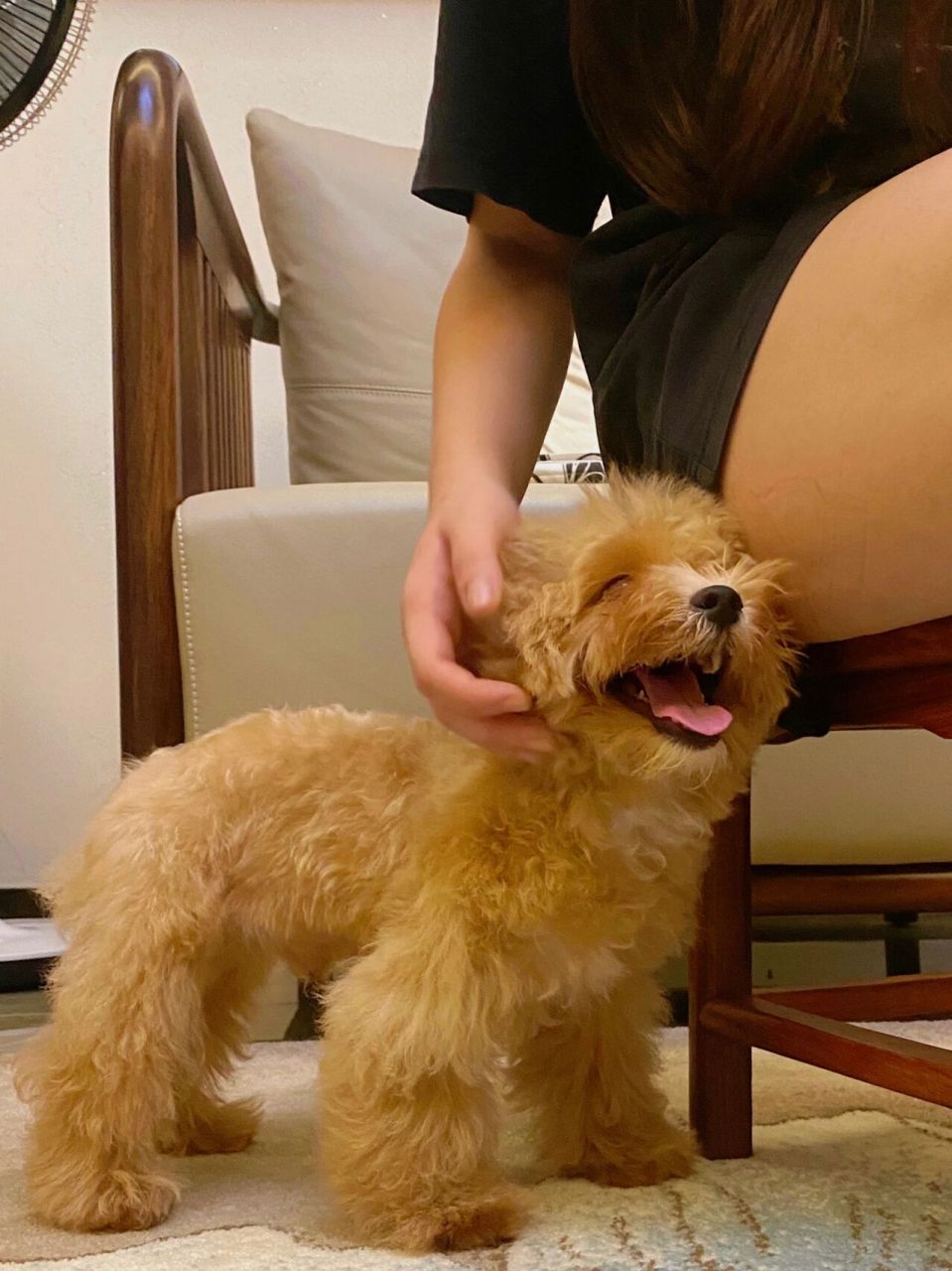 小红书养马尔泰的姨姨给点饲养建议呗 张建国同志来家里的第一天 自从