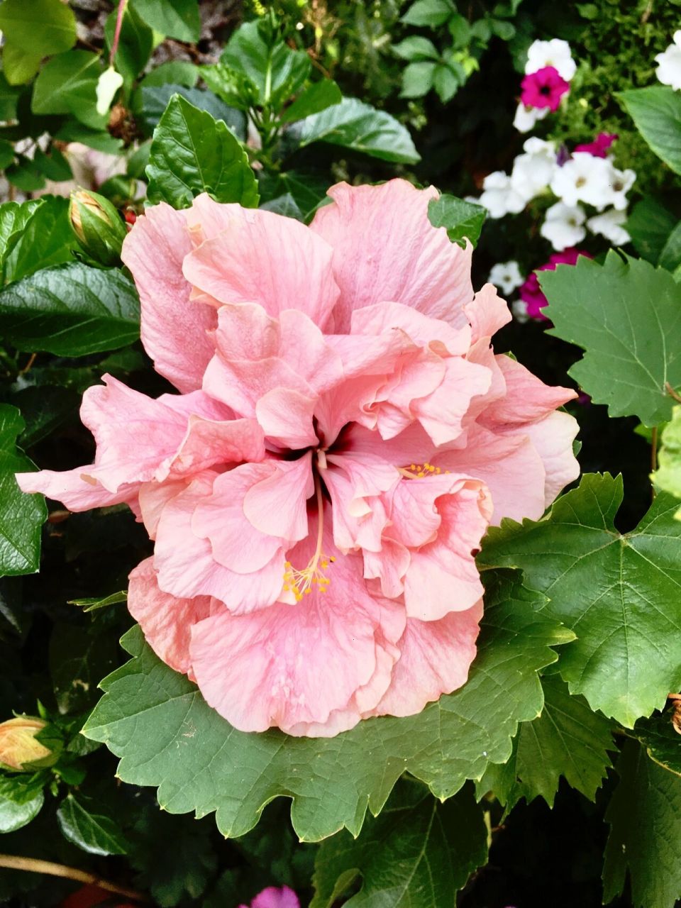 扶桑花与木槿花 扶桑与木槿象不象两姐妹?与此类似确又各有不同.