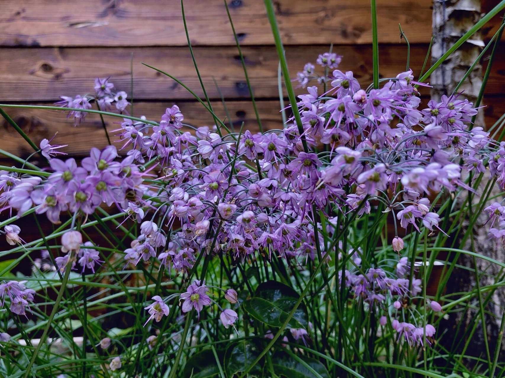 谁会想到藠头的花竟然这么美 去年买回来一把藠头,没吃完,就随手埋进
