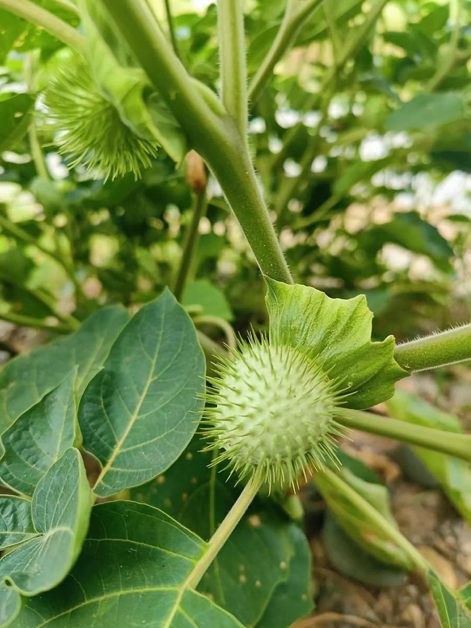 曼陀罗花图片 有毒图片