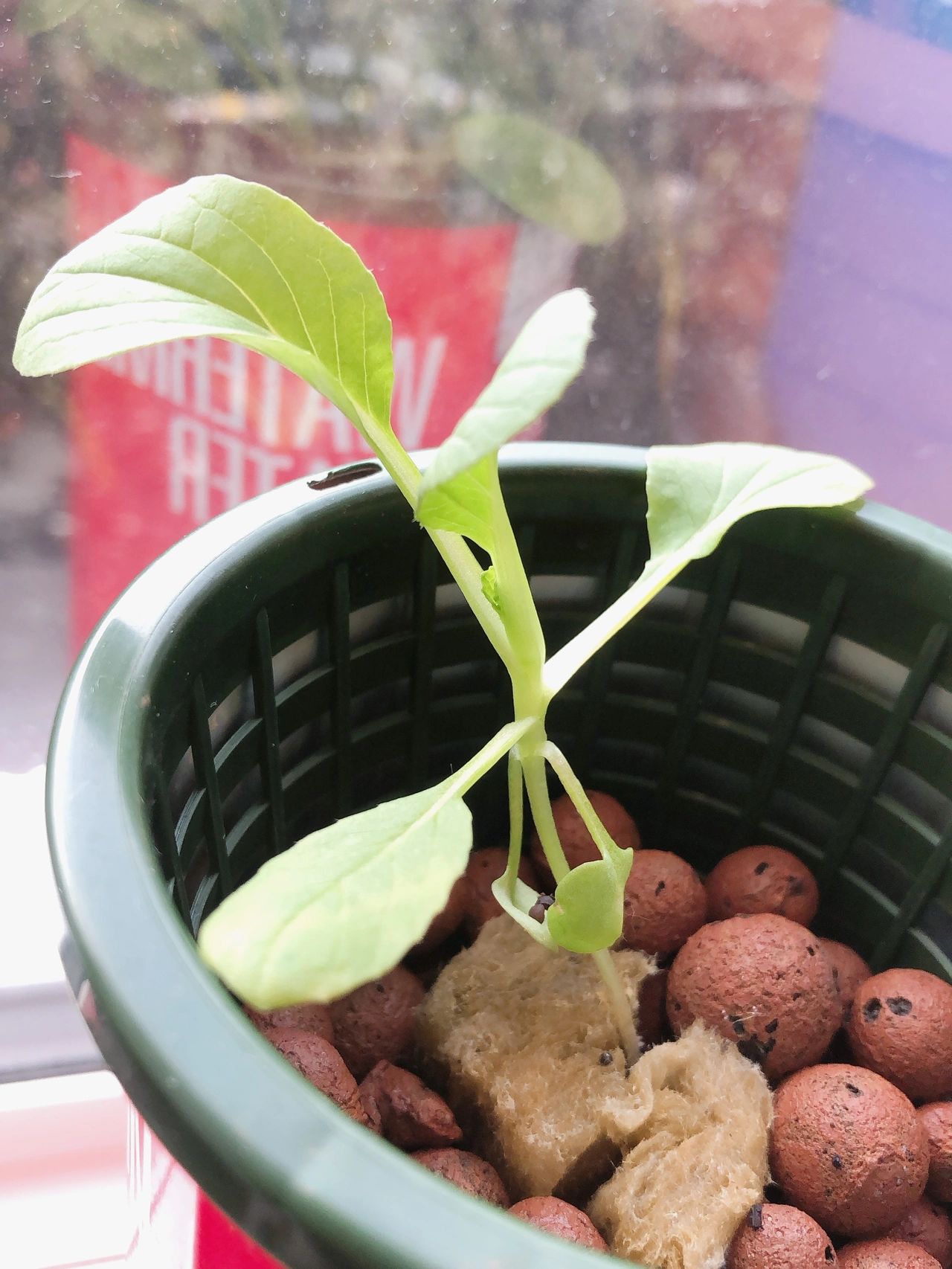 小番茄苗发芽了,一周内长成了小可爱. 小番茄苗长出来了.