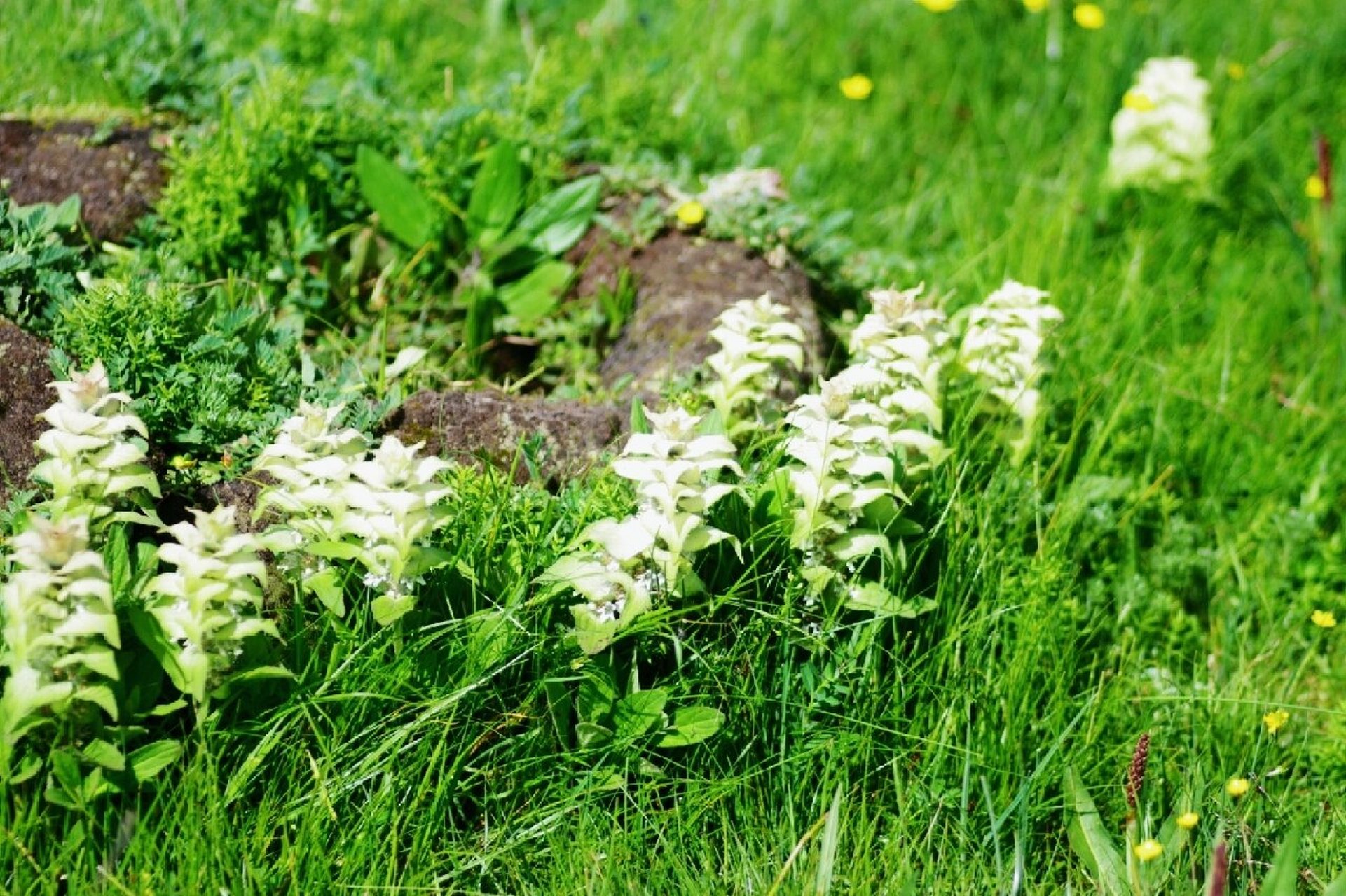 白苞筋骨草91 白苞筋骨草91(学名:ajuga lupulina)为唇形科筋骨草