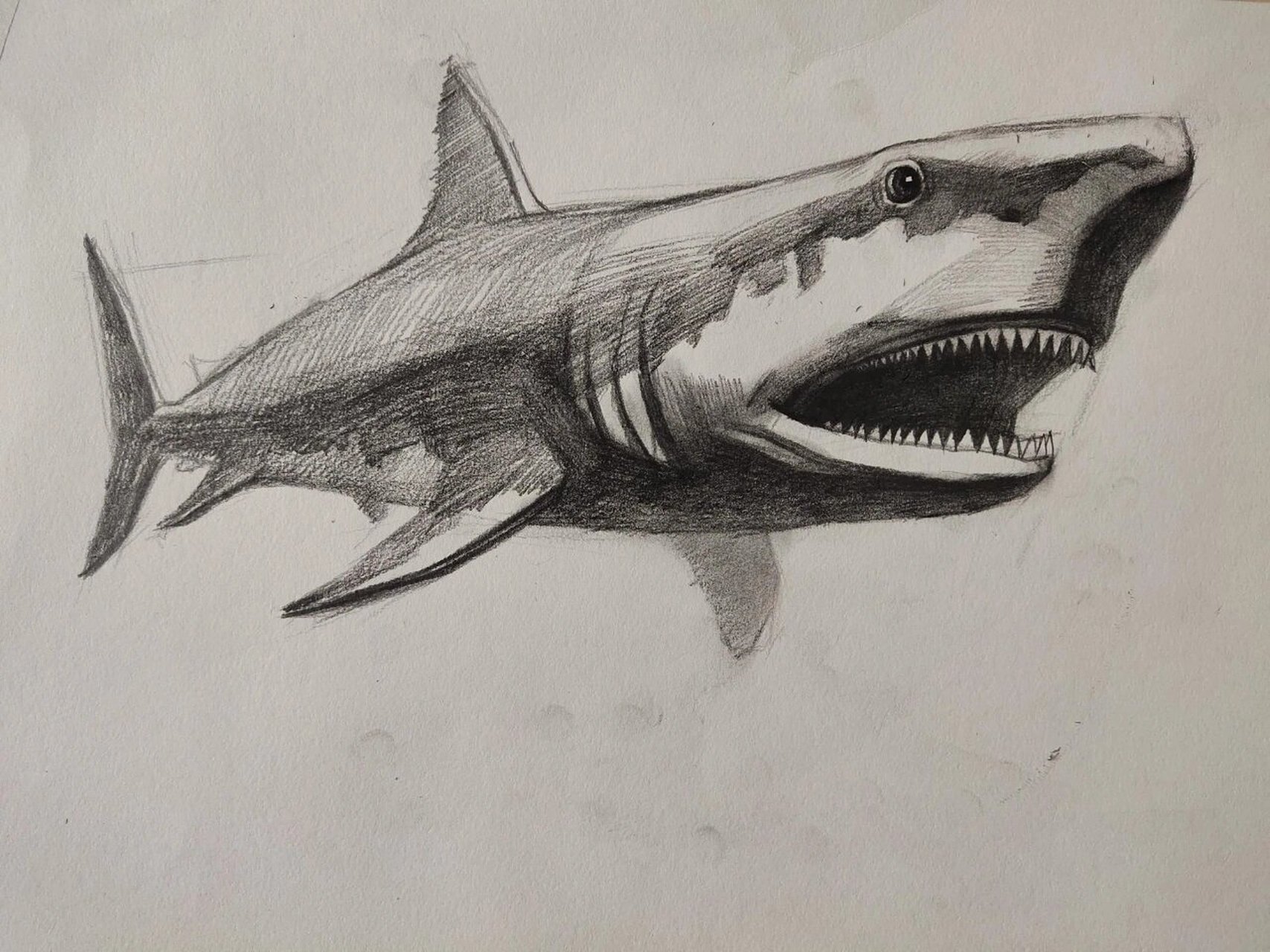 《鲨鱼95》的素描表现
