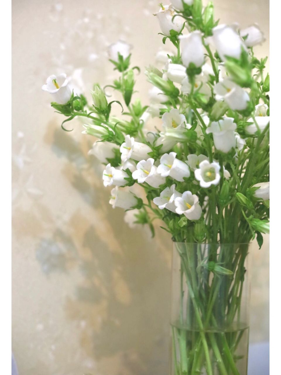 不同颜色风铃草的花语和寓意🎐 💌白色风铃草 白色风铃草花语有两