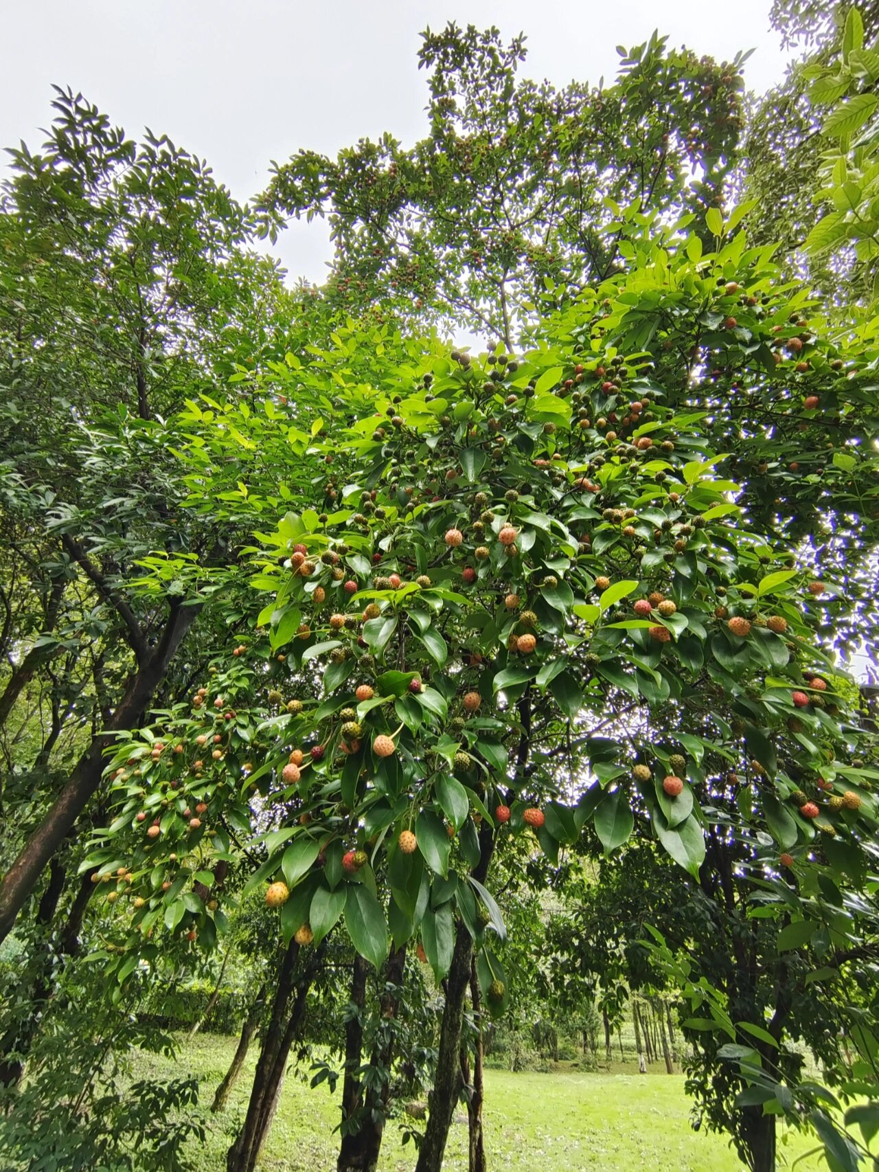 四照花果子图片