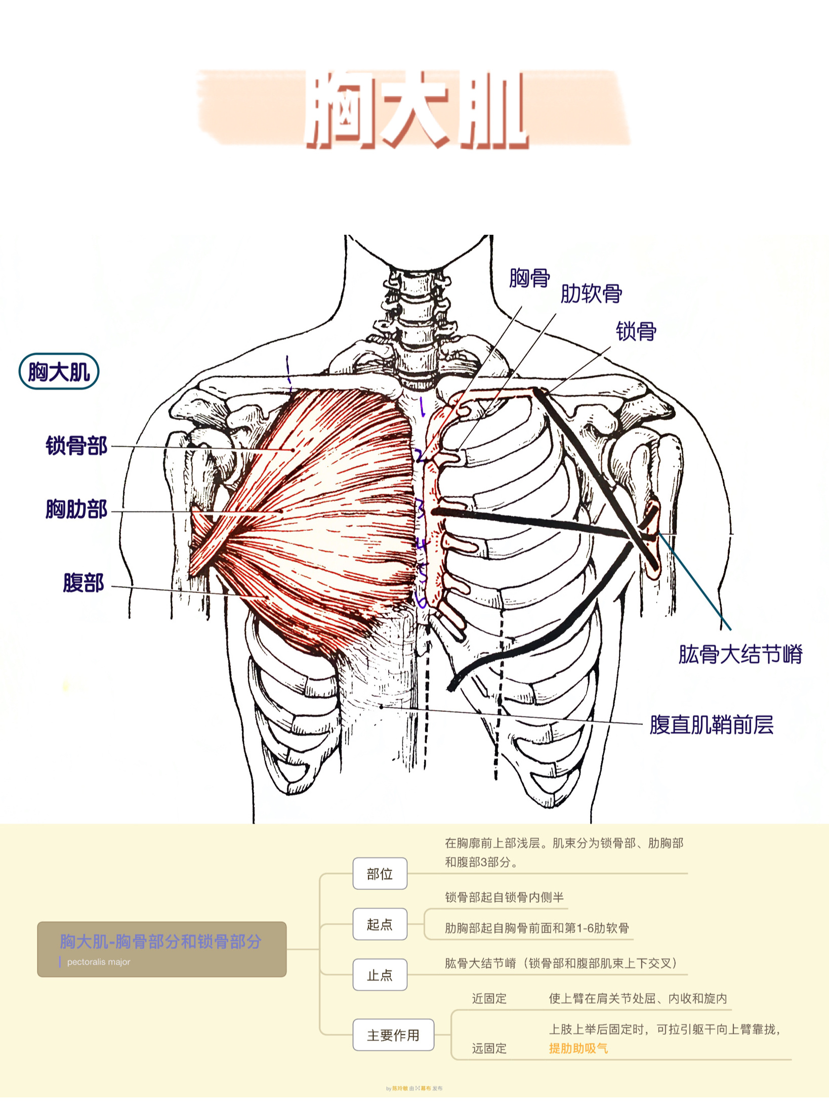 学普拉提要懂的肌肉部位