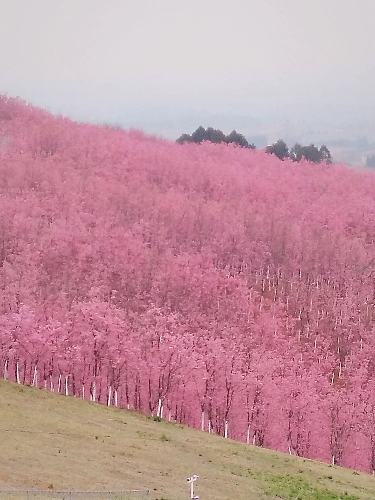 宜良樱花谷2022图片