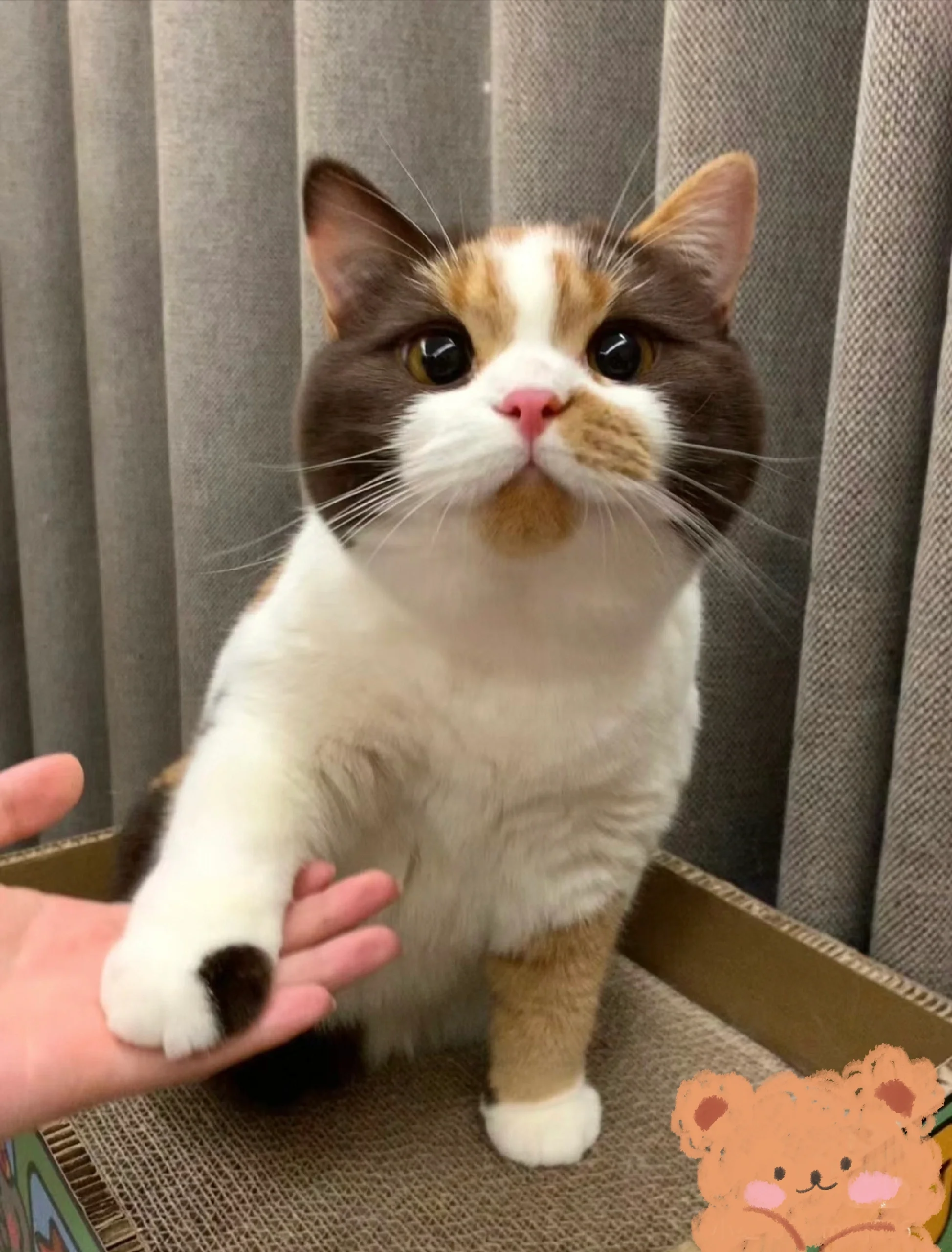 [流泪][流泪]好想养一只三花英短93!