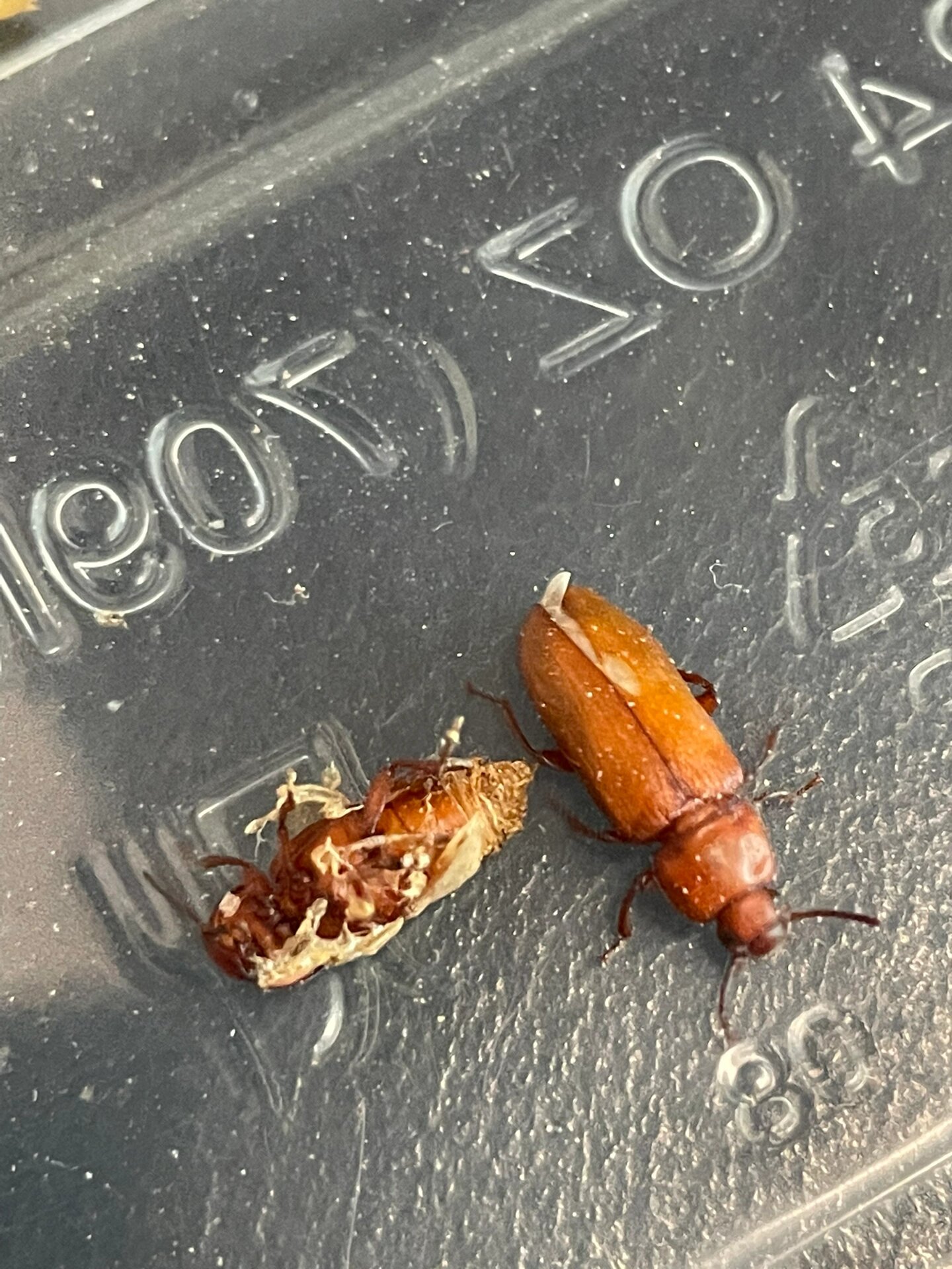 长大成年的面包虫9291