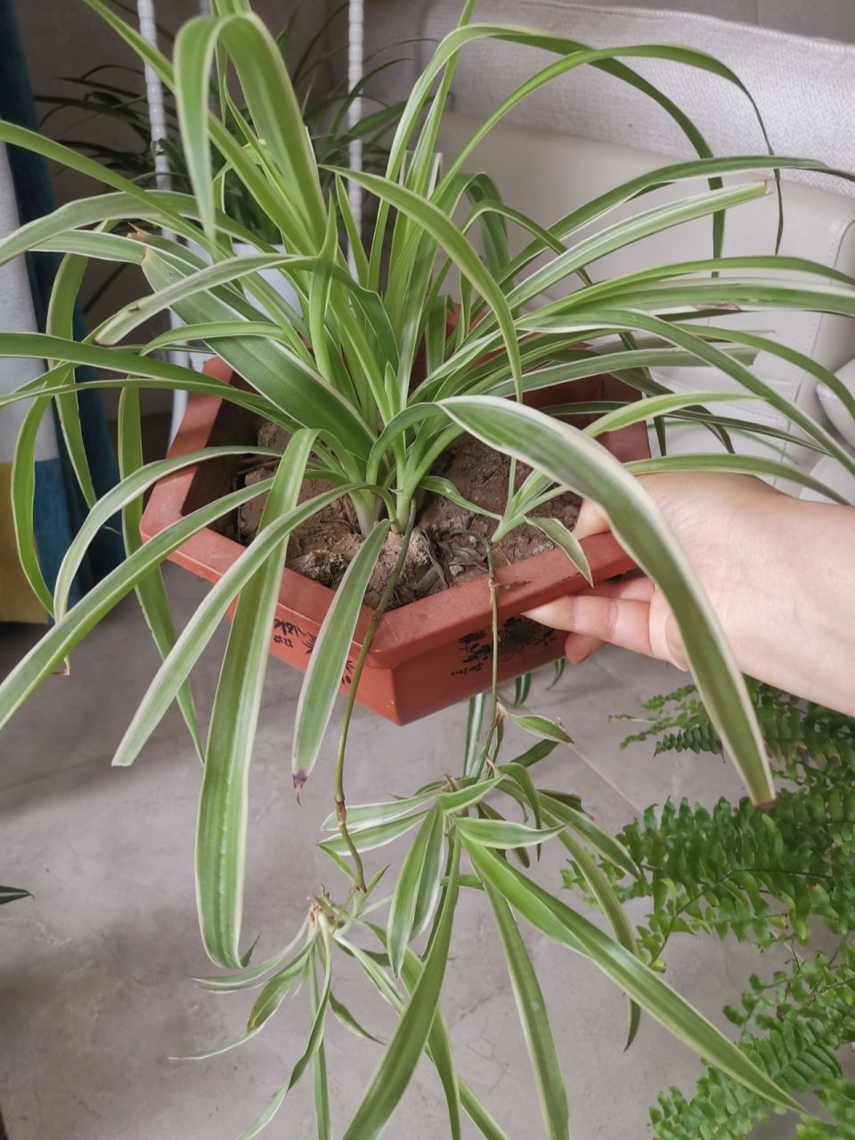 纯绿色吊兰,金边吊兰,金心吊兰你们觉得那种最好看?