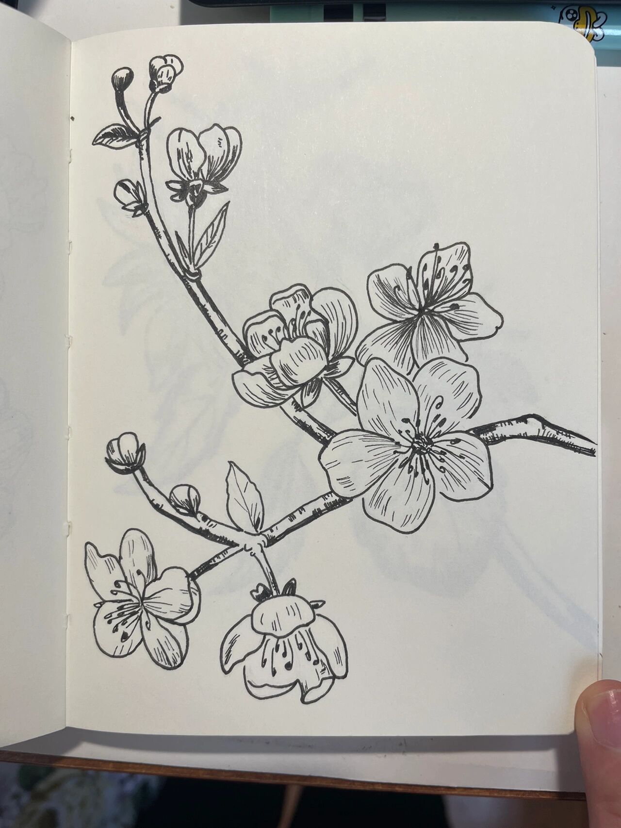 简单针管笔|梅花|黑白线条 (附过程) 一起在家画画打发时间86615