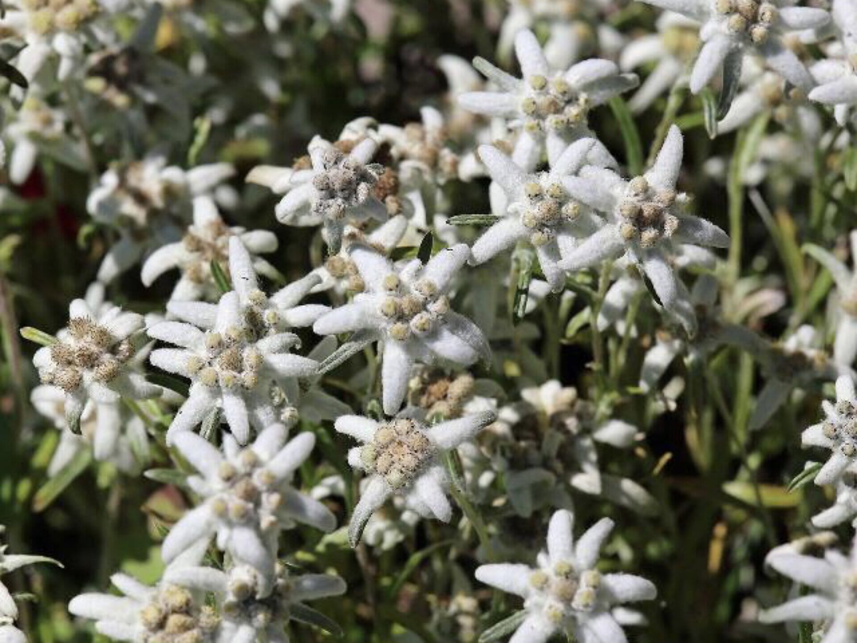 每日一花|雪绒花 雪绒花:又火绒草,多年生草本植物,可药用,是著名的