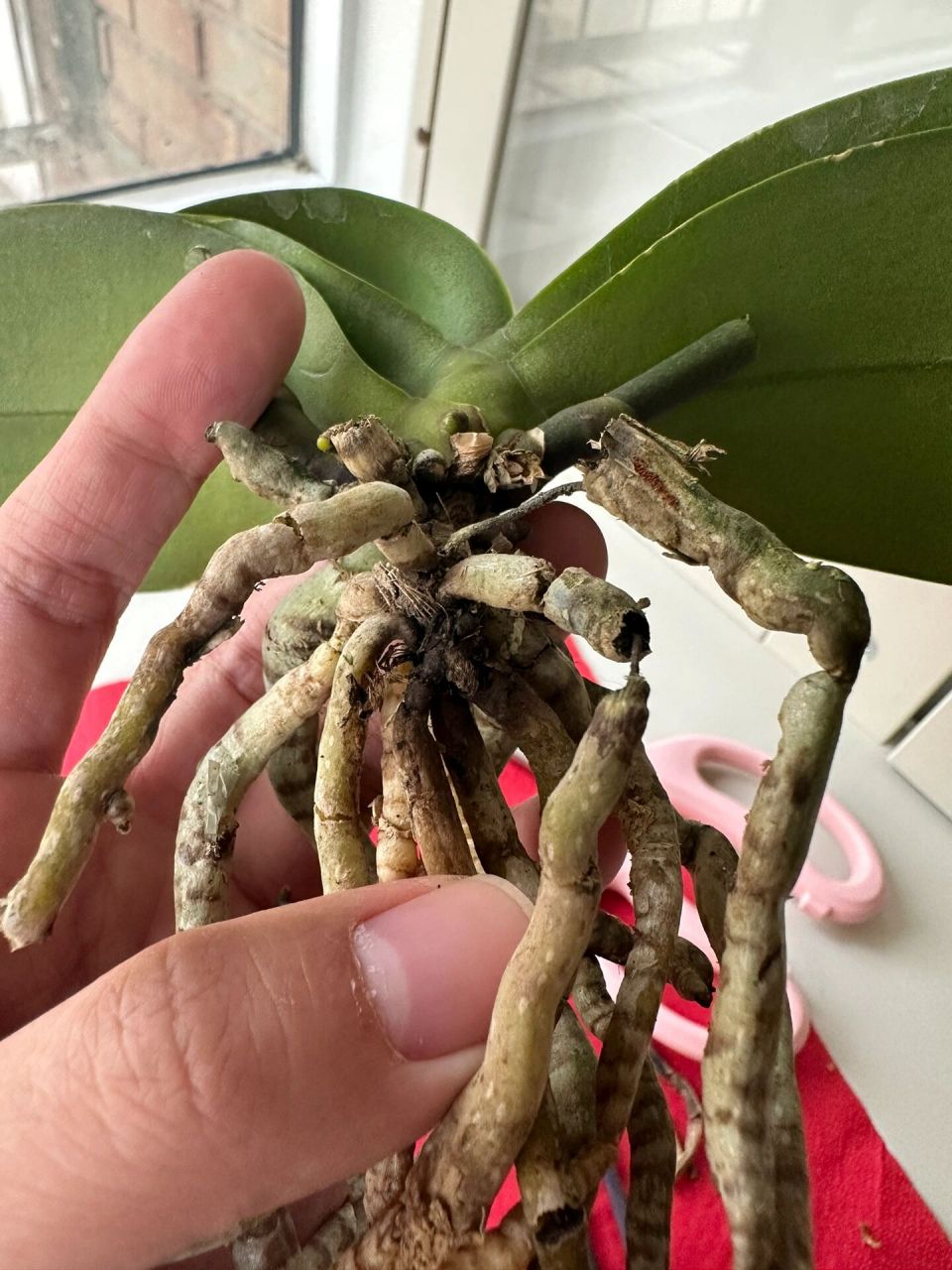 蝴蝶兰剪根,黑色部分需要剪吗 第一次养水浇多烂根了,画圈的部分需要