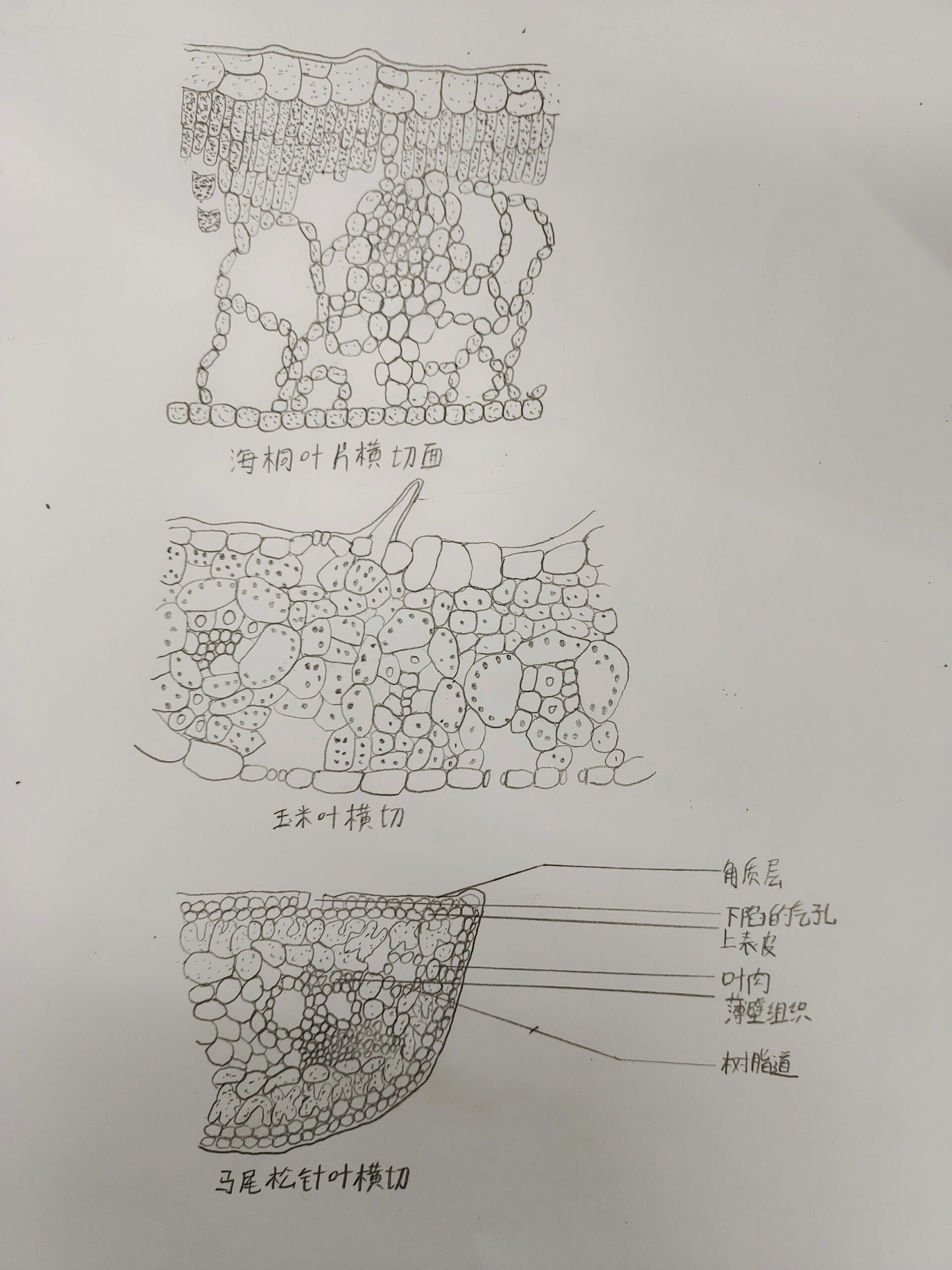 叶的形态解刨