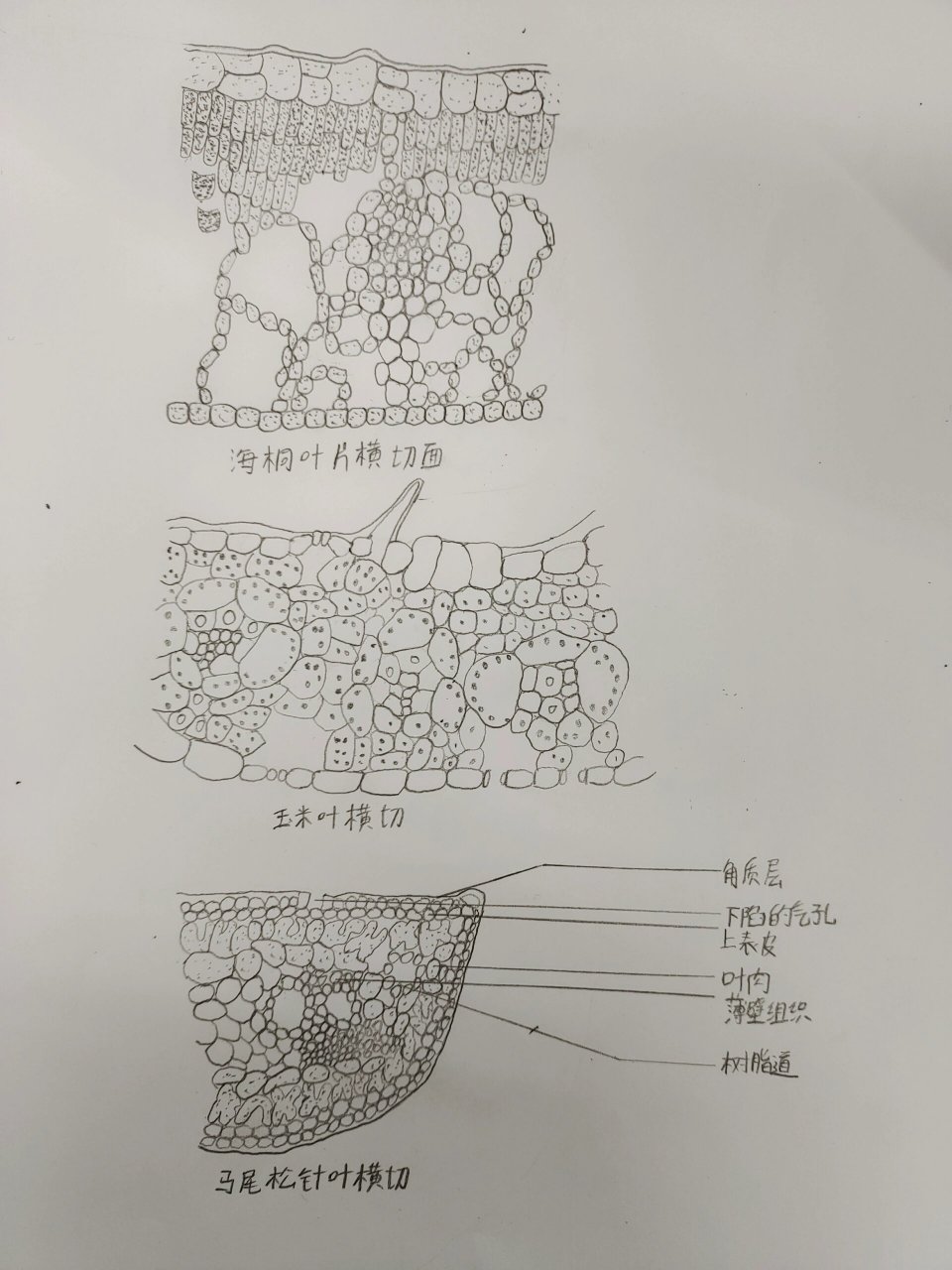 眼子菜叶横切结构图图片