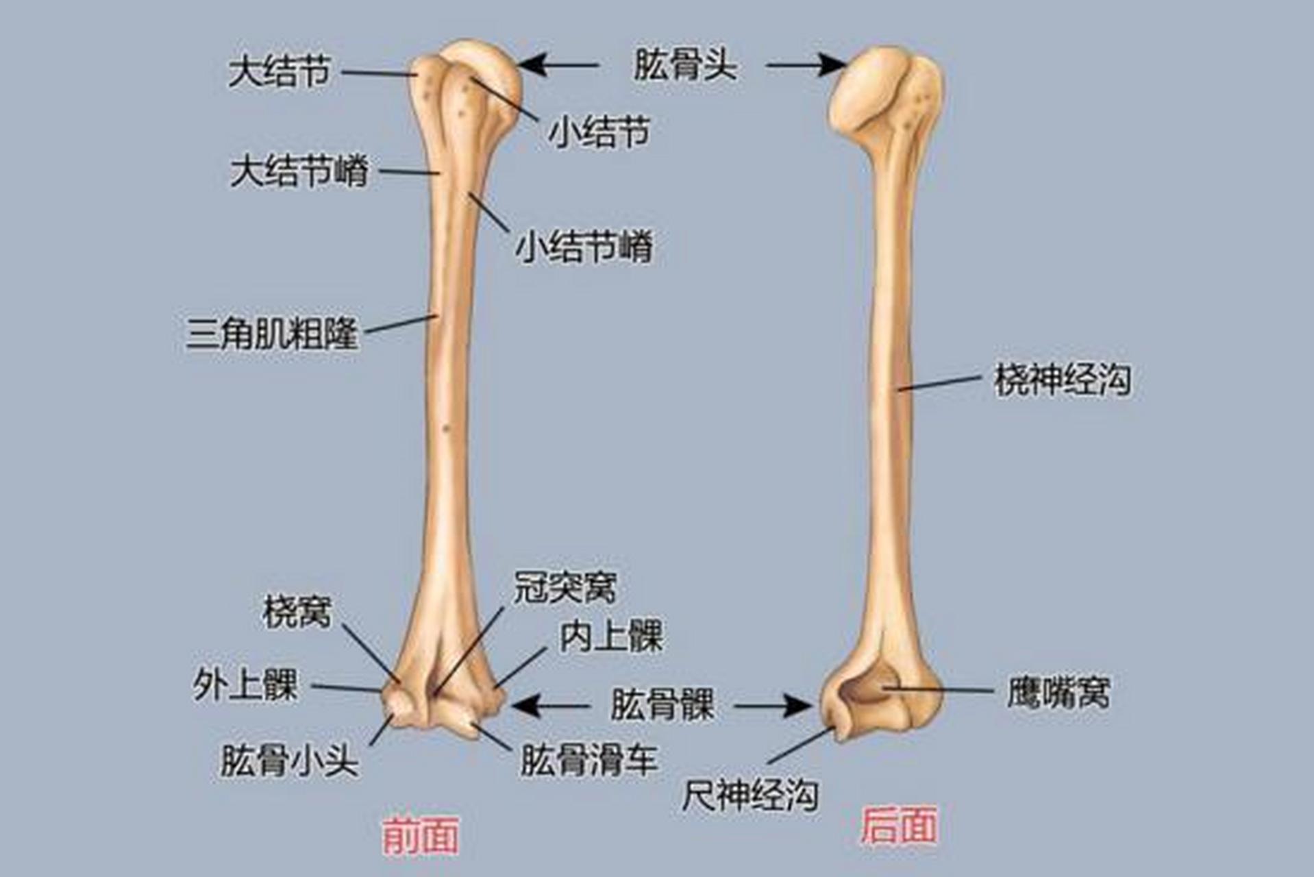 左肱骨大结节图片