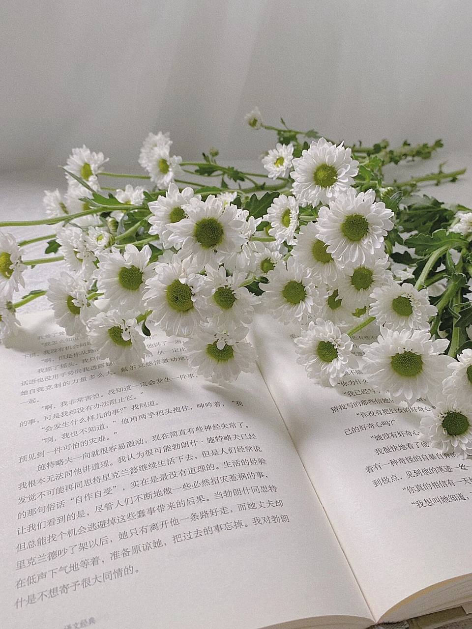 98雏菊的花语也太浪漫了叭! .