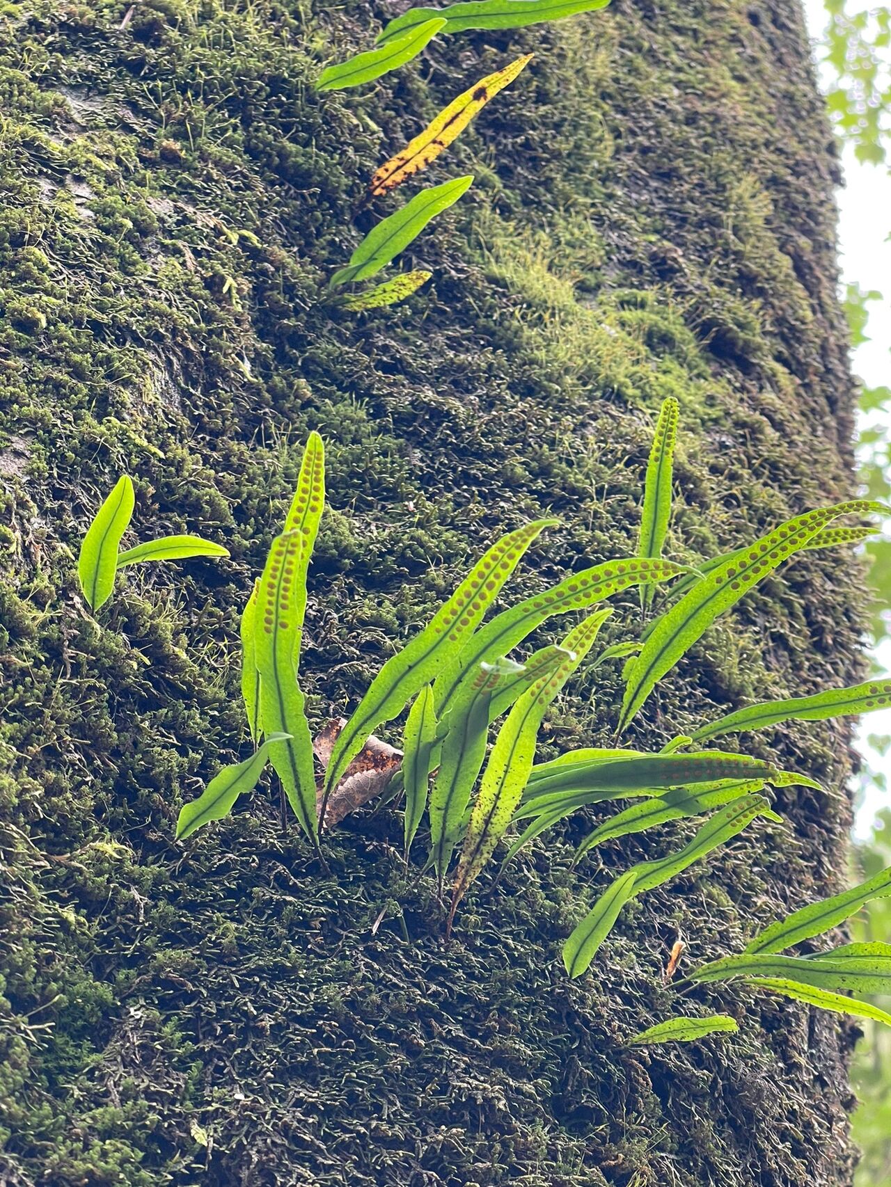 草药肾精草全株图片图片