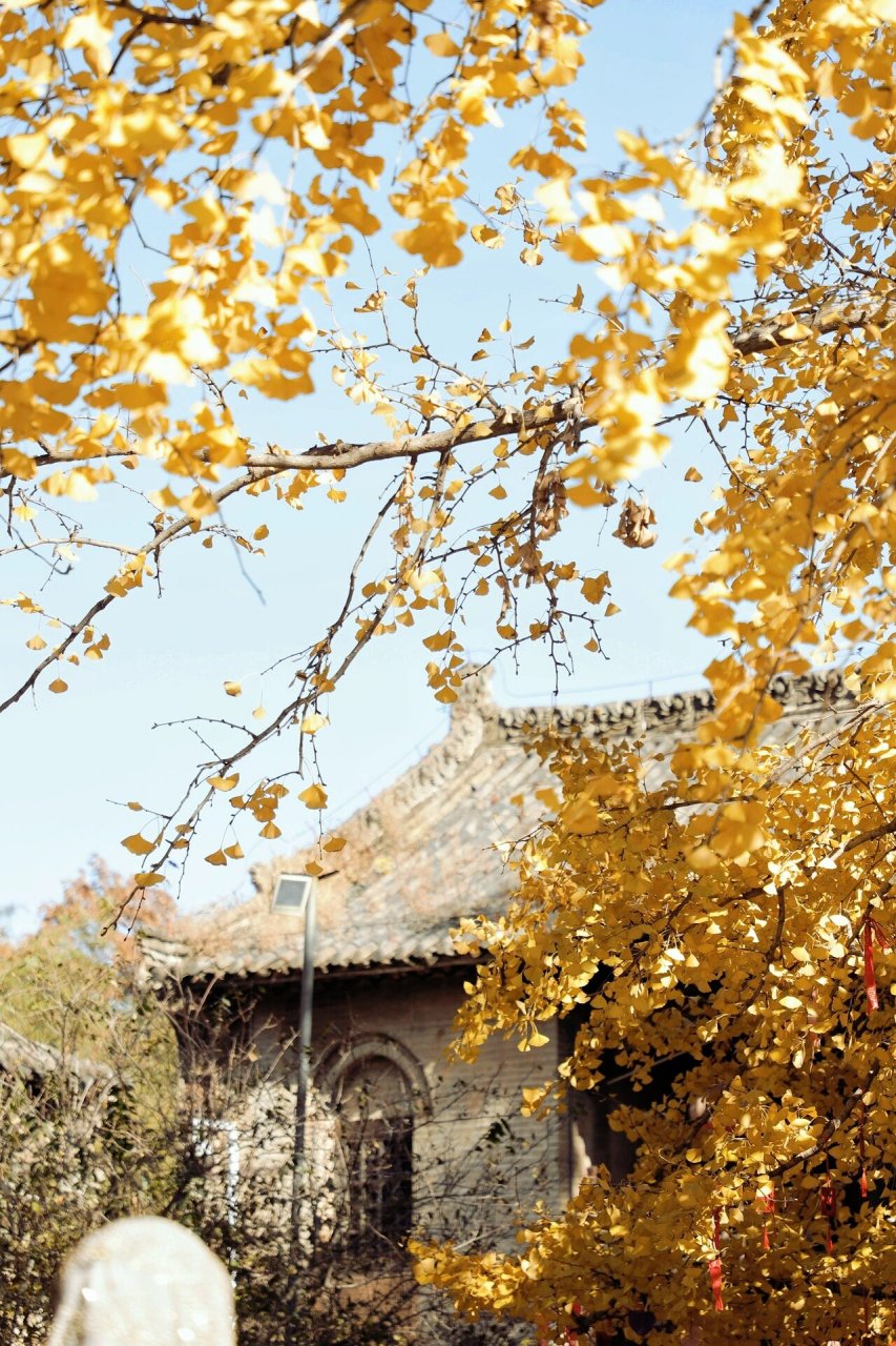 白云寺|赏千年银杏 人间满目皆清欢 唯有银杏不负秋 	 新乡白云寺 离