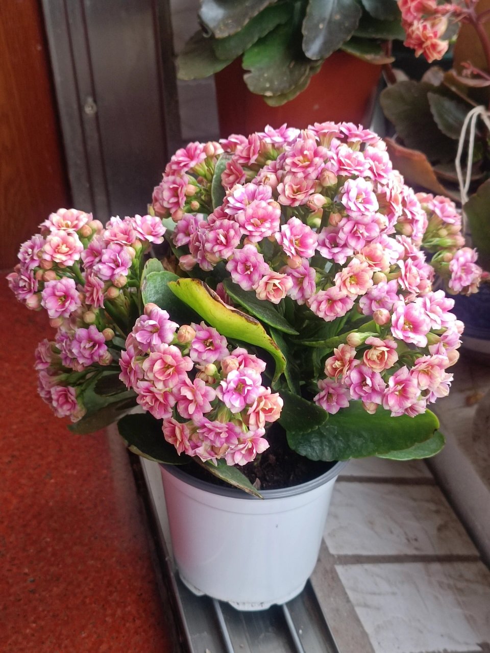 长寿花——锦缎(孔雀) 彩妙系列.复色中花,正当花期.