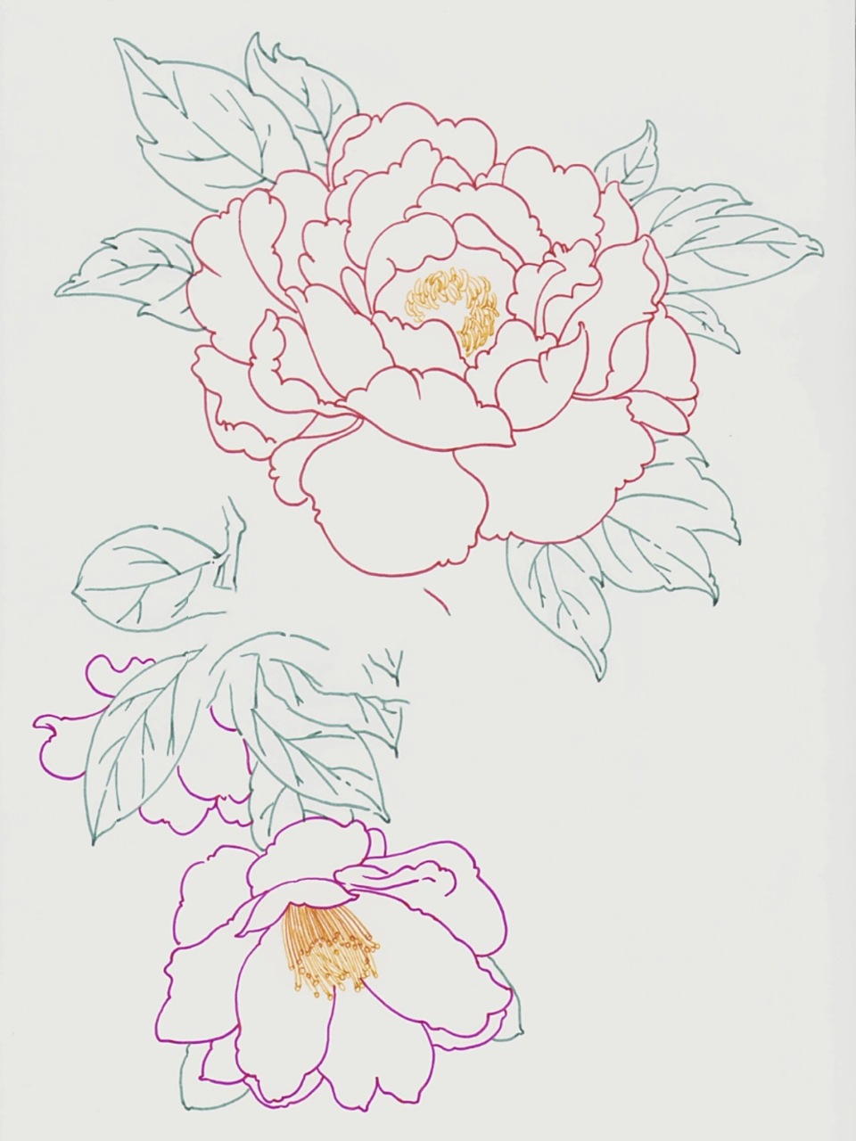 花叶手绘 万能元素 马克笔单体 素材 牡丹花和山茶花,线稿用彩色勾线