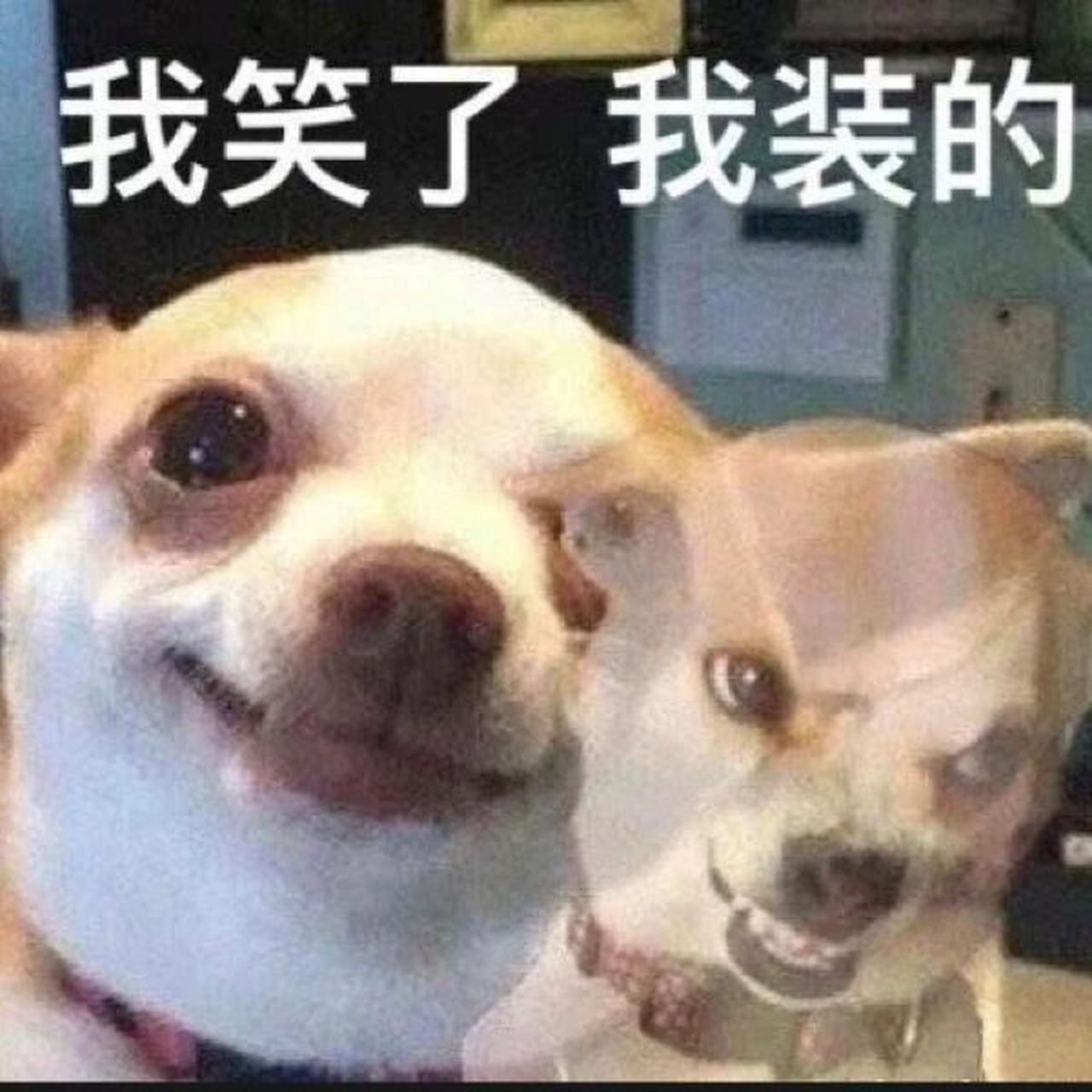 表里不一的可爱表情包   浅分享一下
