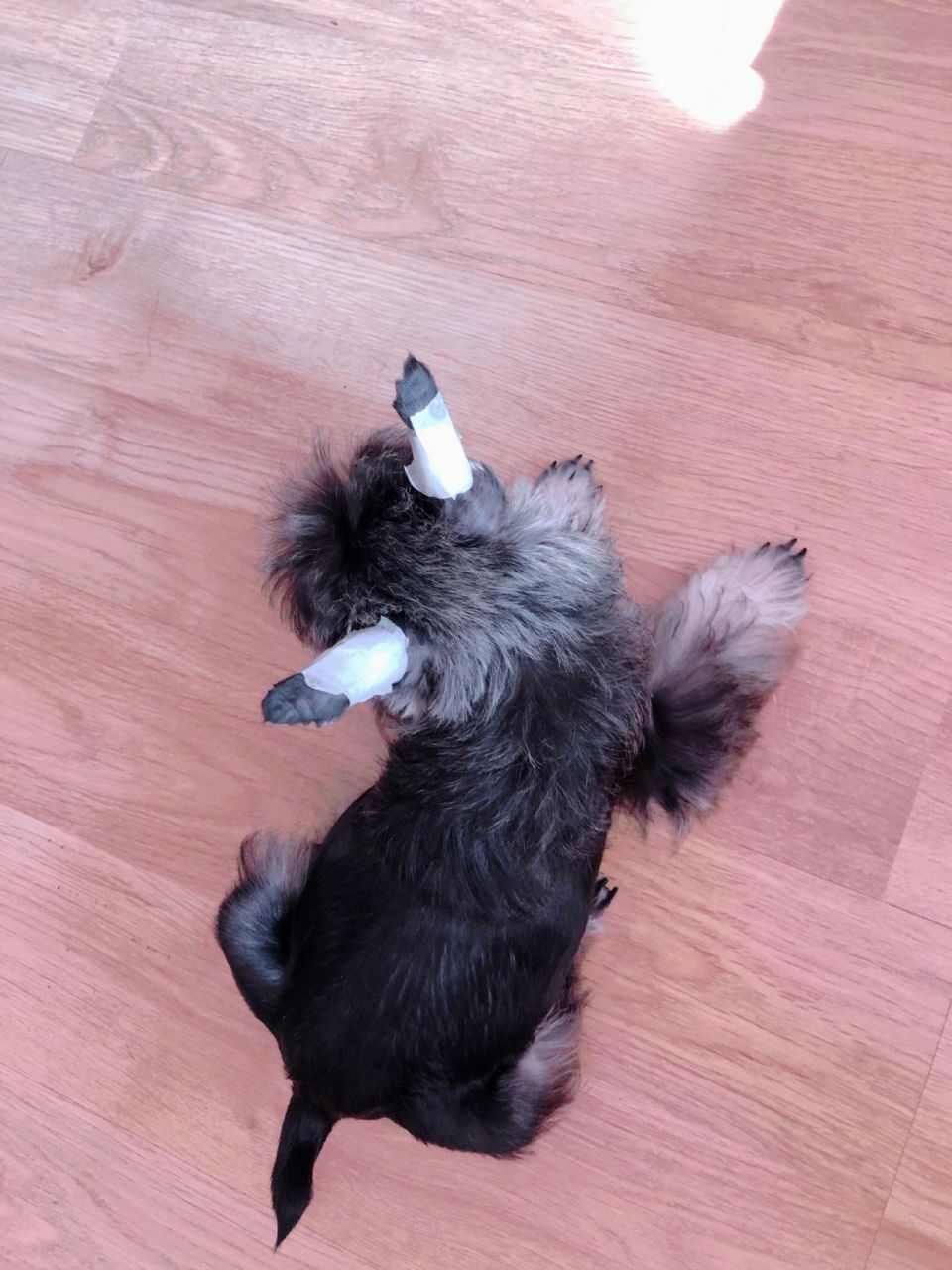 雪纳瑞绑耳 辅助立耳 我家小雪买回来是立耳(父母都是立耳)但是耳朵不