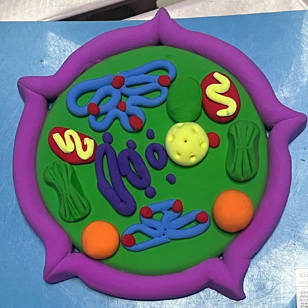 粘土模型成品 动植物细胞模型       材料包太方便了 可以06 不错不