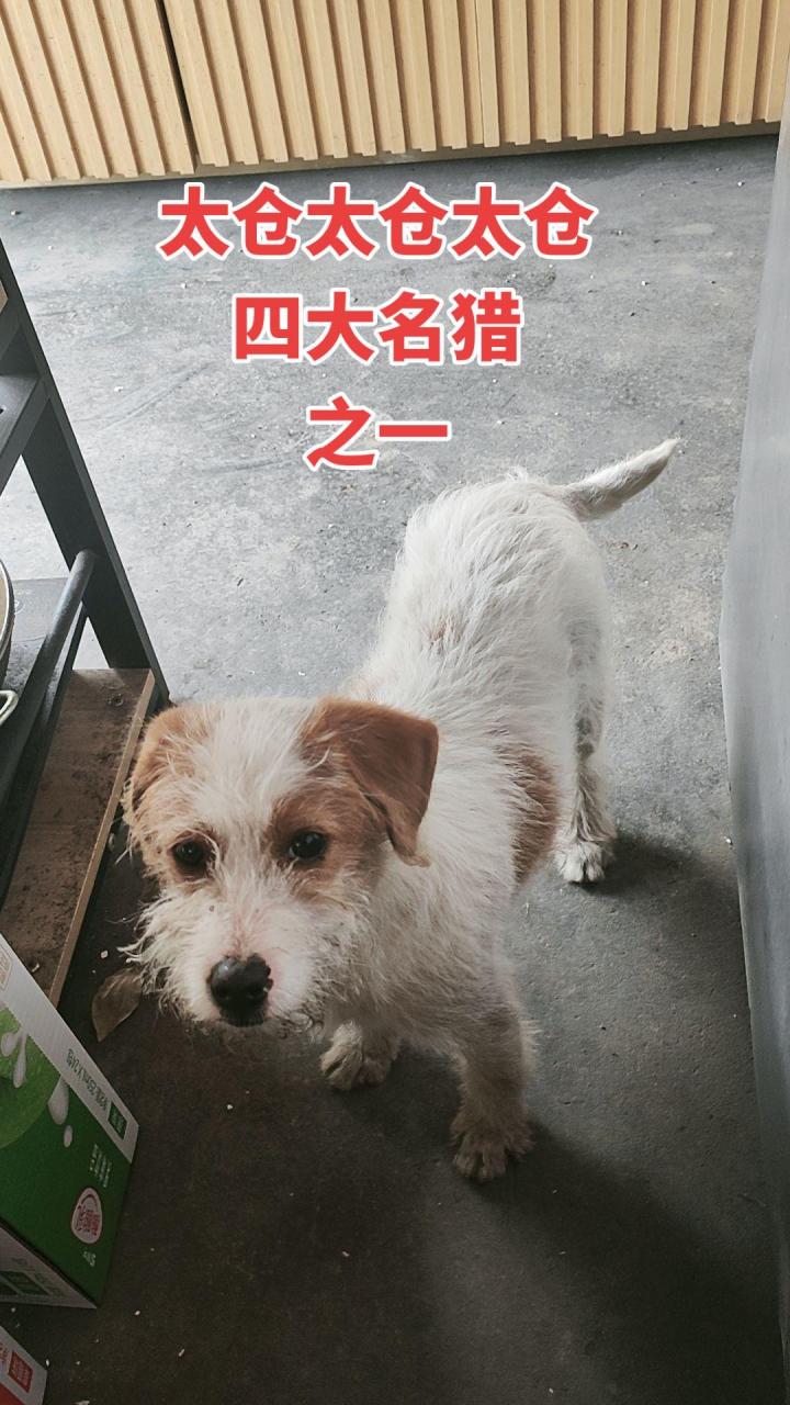 太仓犬智商图片