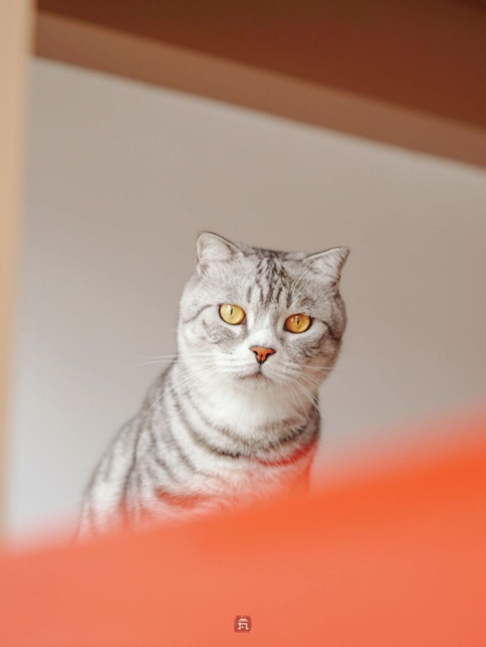 91100种故宫传统色(13) 【葭灰】jia二声 葭莩成灰,其色取冷淡 92