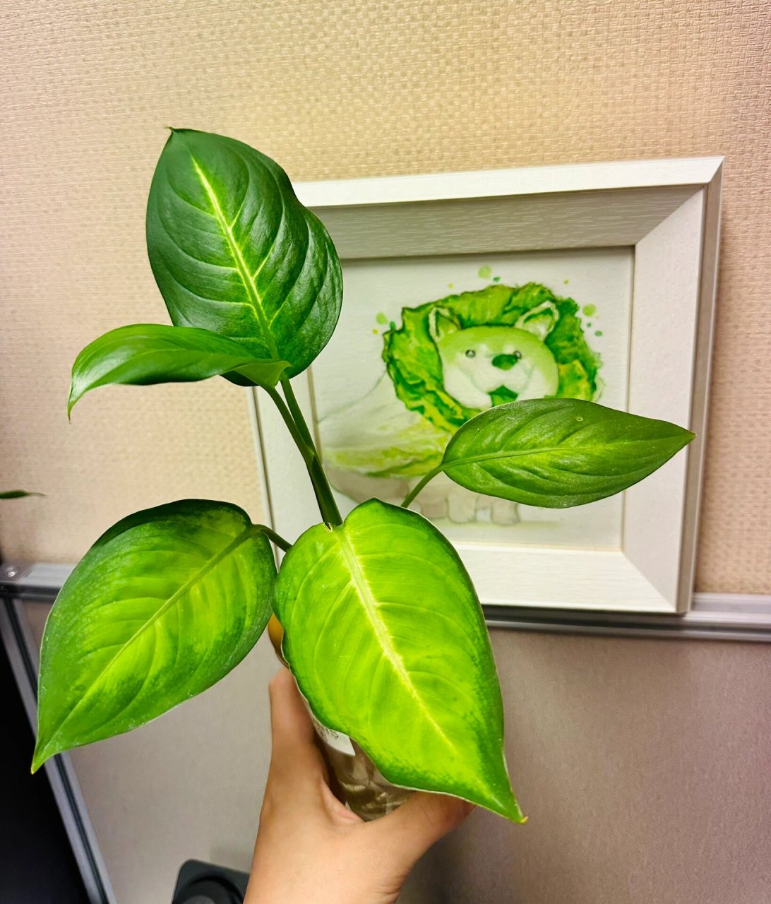 玛丽安万年青 玛丽安万年青寓意很赞 而且是一款非常皮实的金色植物