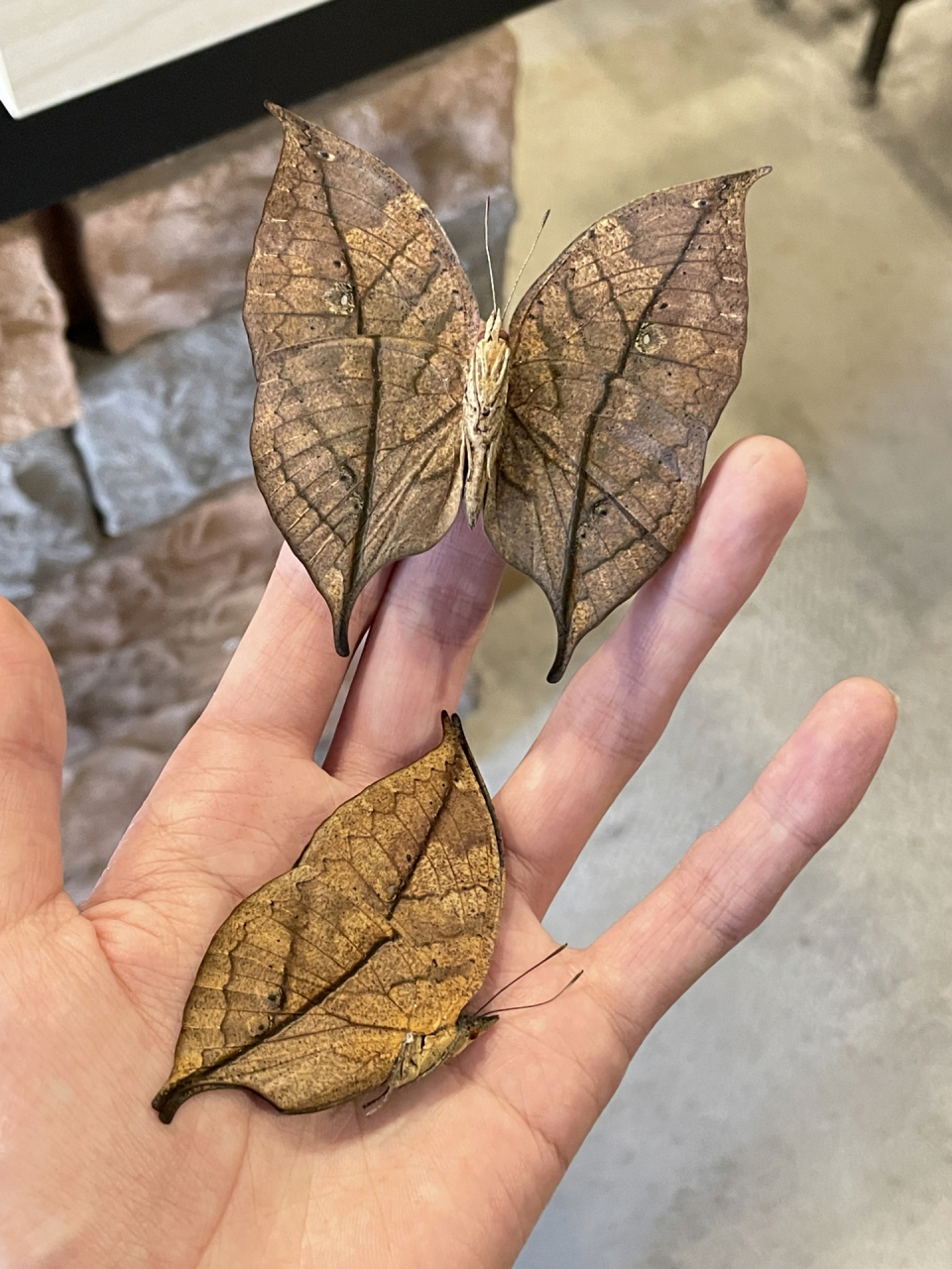 大自然的保护色 枯叶蝶 看到这个蝴蝶就想起来许嵩的断桥残雪 "寻不到