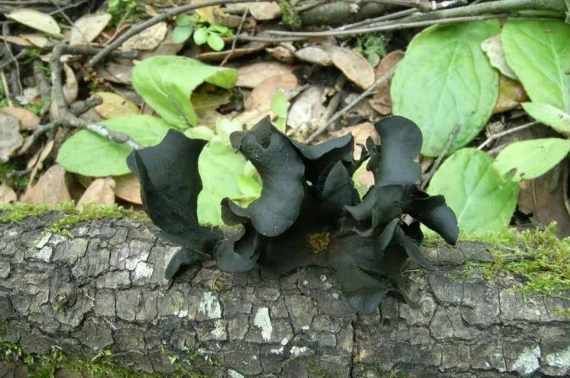 容易和木耳混淆的毒蘑菇一 学名:lonomidotis frondosa叶状耳盘菌