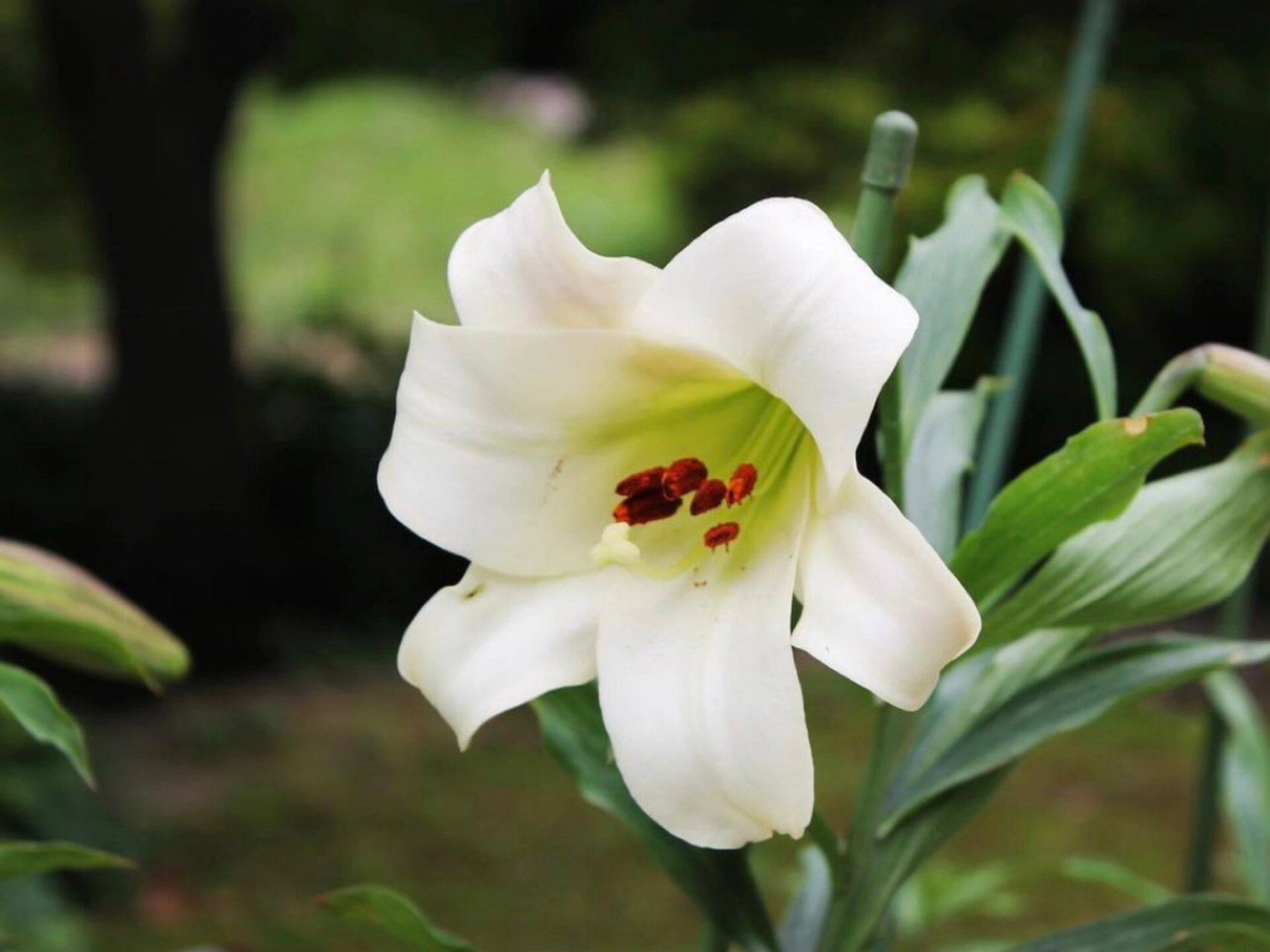 野百合-布朗百合(龙牙百合原种) lilium brownii,会转色的野百合,分布