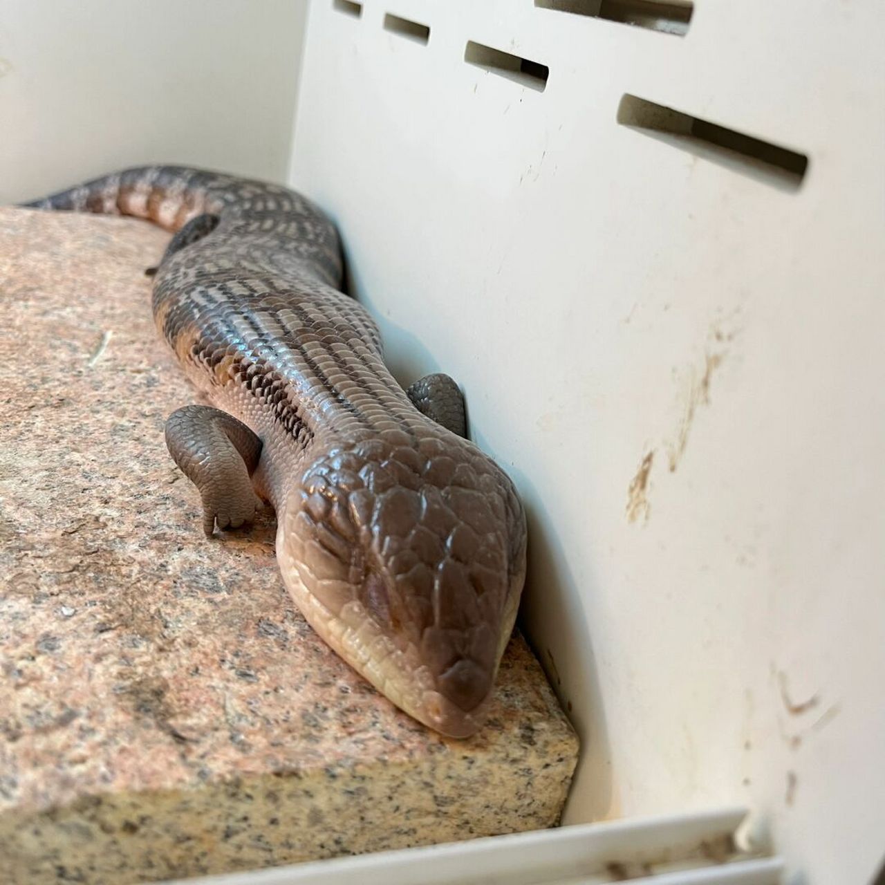 无处安放的小jiojio #爬行动物# #爬宠# #蓝舌石龙子